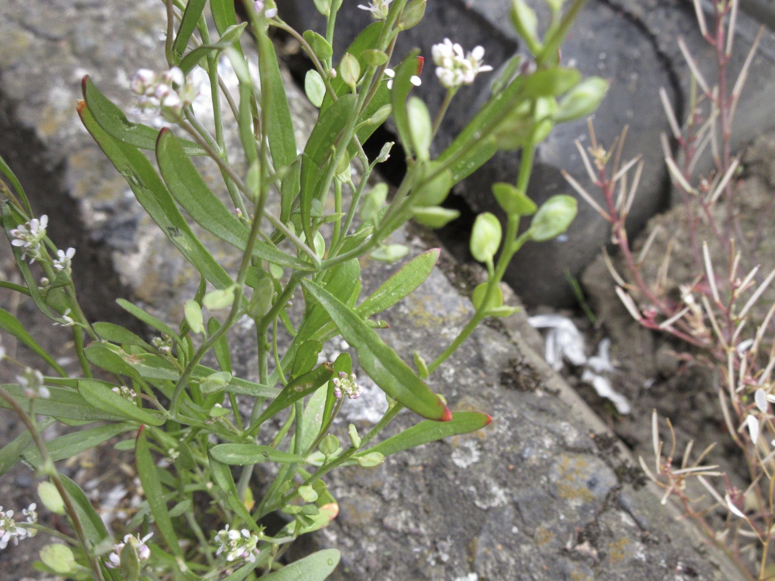 Lepidium sativum NS6766 25May19 MP