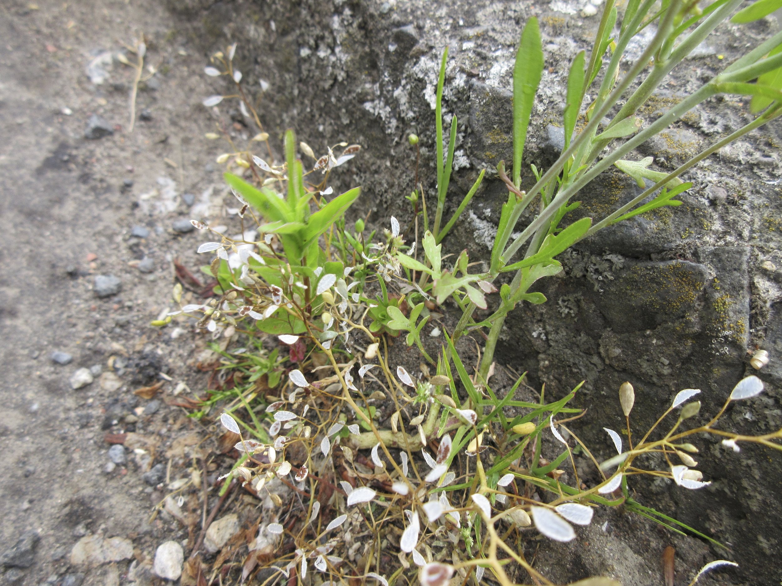 Lepidium sativum NS6766 25May19 MP