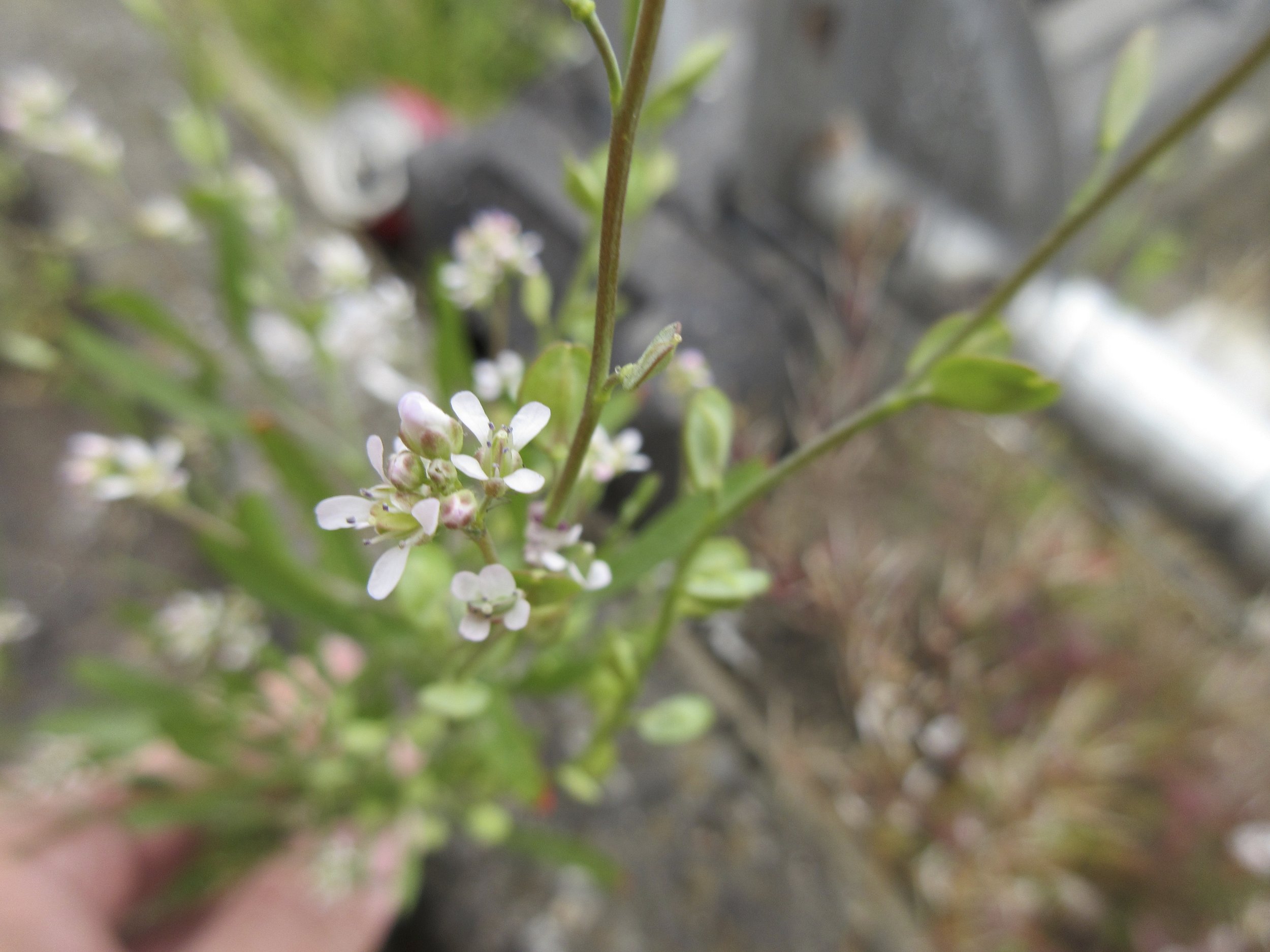 Lepidium sativum NS6766 25May19 MP