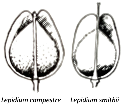 Lepidium graphic.png