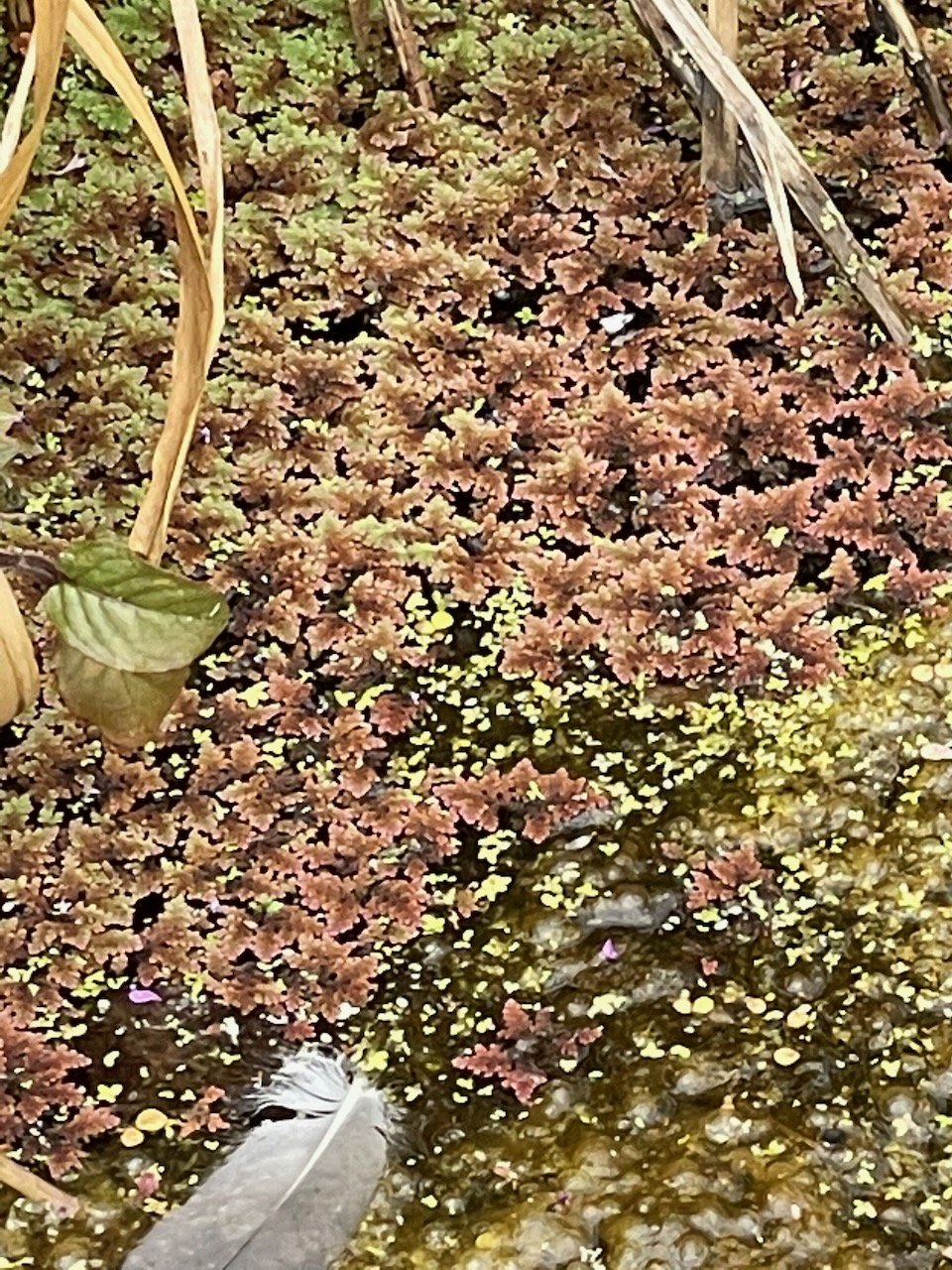   Azolla filiculoides NS5665 1Sep22 PW  