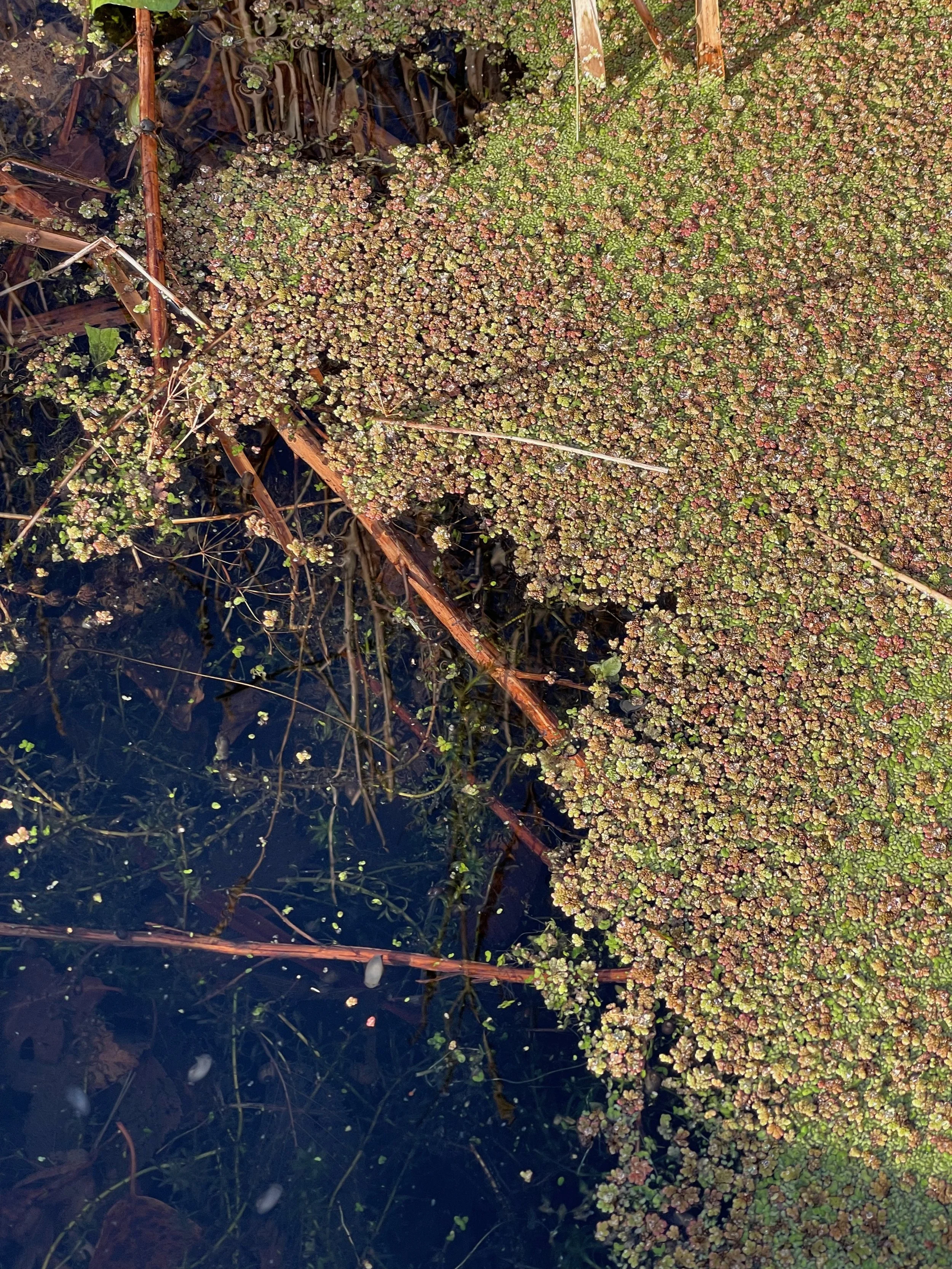   Azolla filiculoides NS5665 30Jan23 PW  