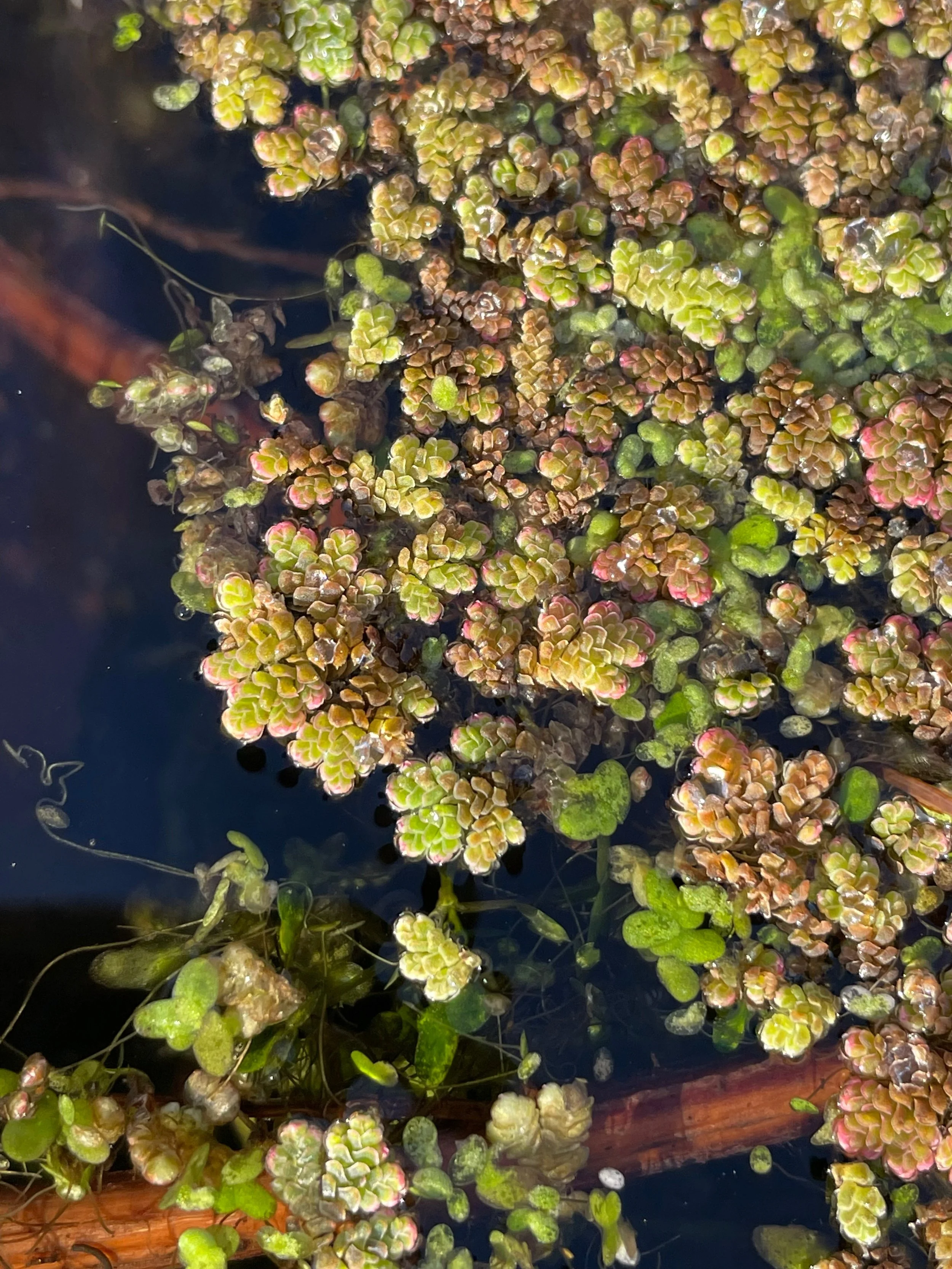  Azolla filiculoides NS5665 30Jan23 PW  