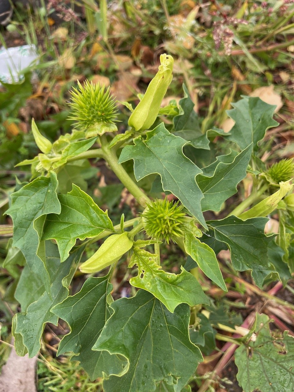   Datura stramonium NS5467 22Aug20 PW  