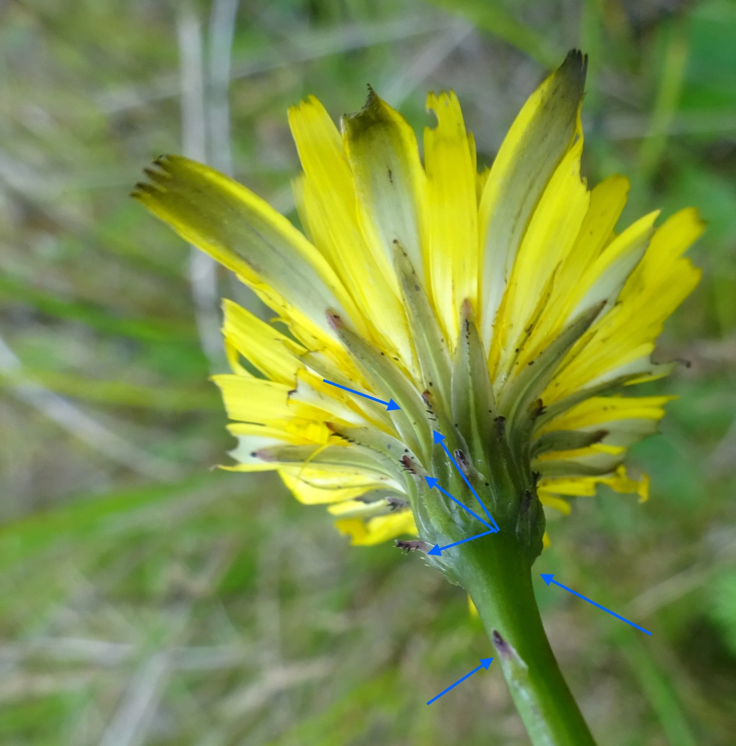 Arrows highlighting the white stripe on the bracts, the ‘cocks-comb’ hairs at the end of 3 of the bracts and the clear ‘shoulder’ at the top of the stem.    Hypochearis radicata NS9354 8Aug23 FH    