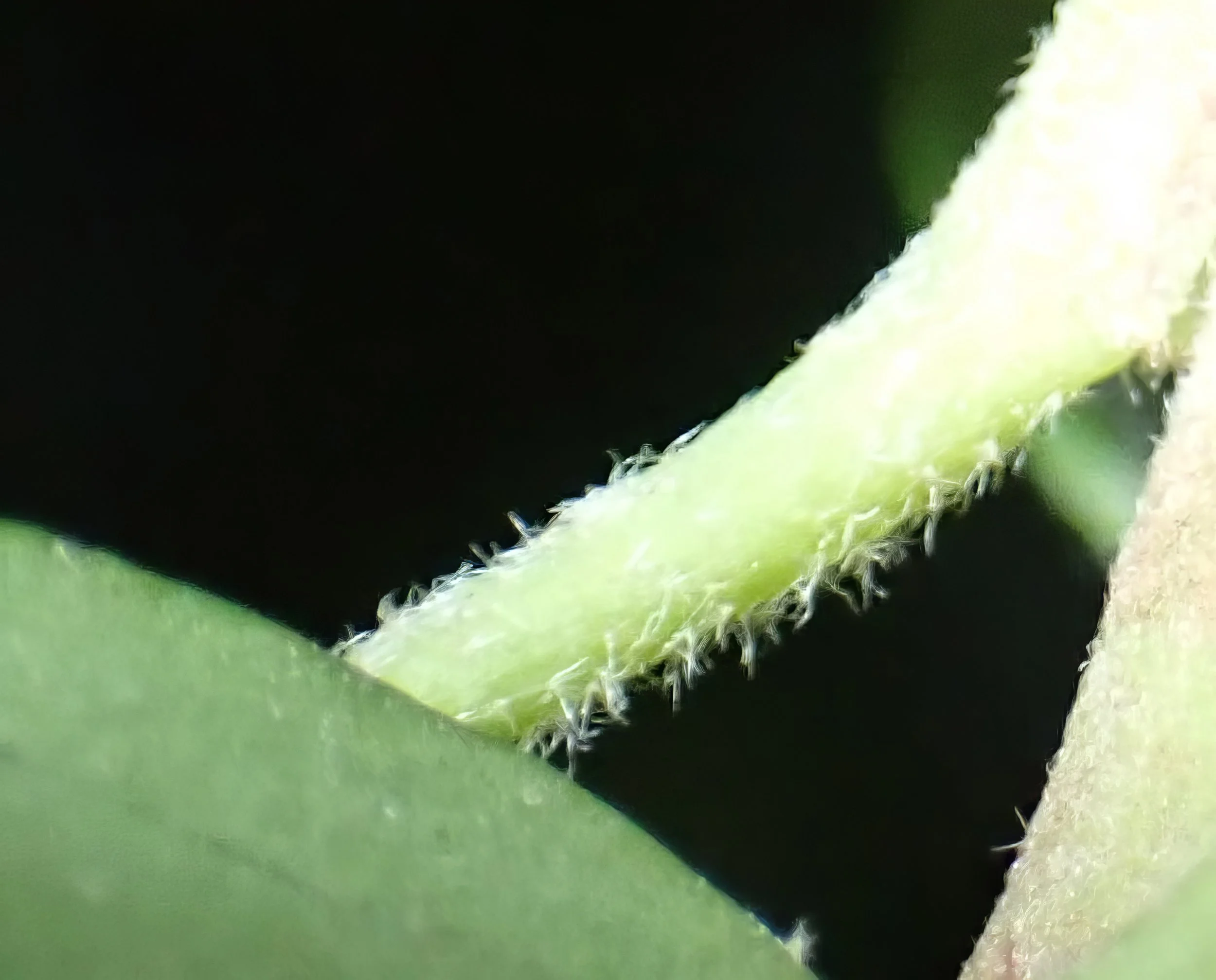  The disordered and erect hairs are clear.   Hedera helix NS5668 Nov23 PW   