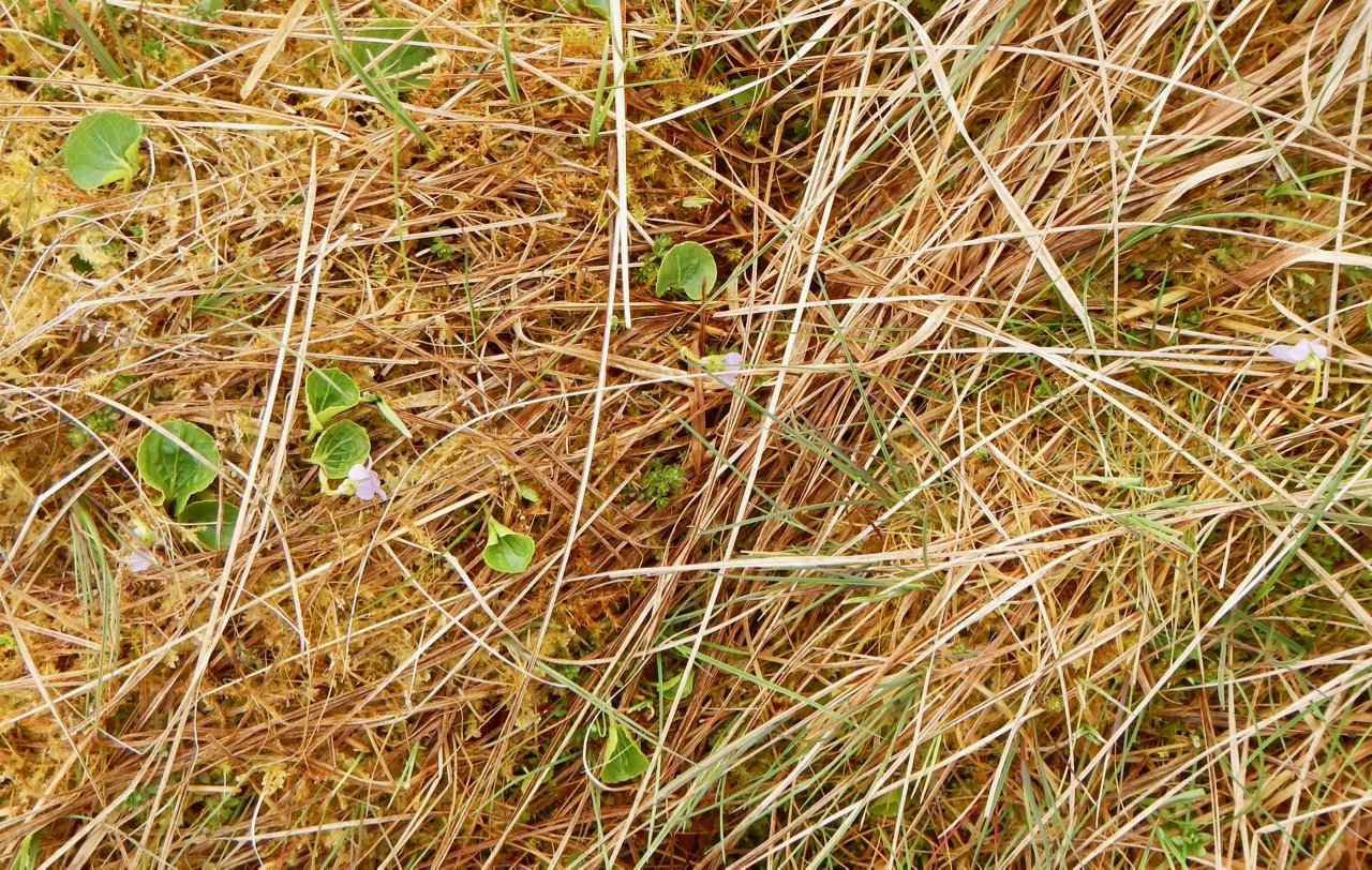 This is a common appearance, emerging from between last season’s rushes in a bog. Viola palustris NS8761 13May18 PW