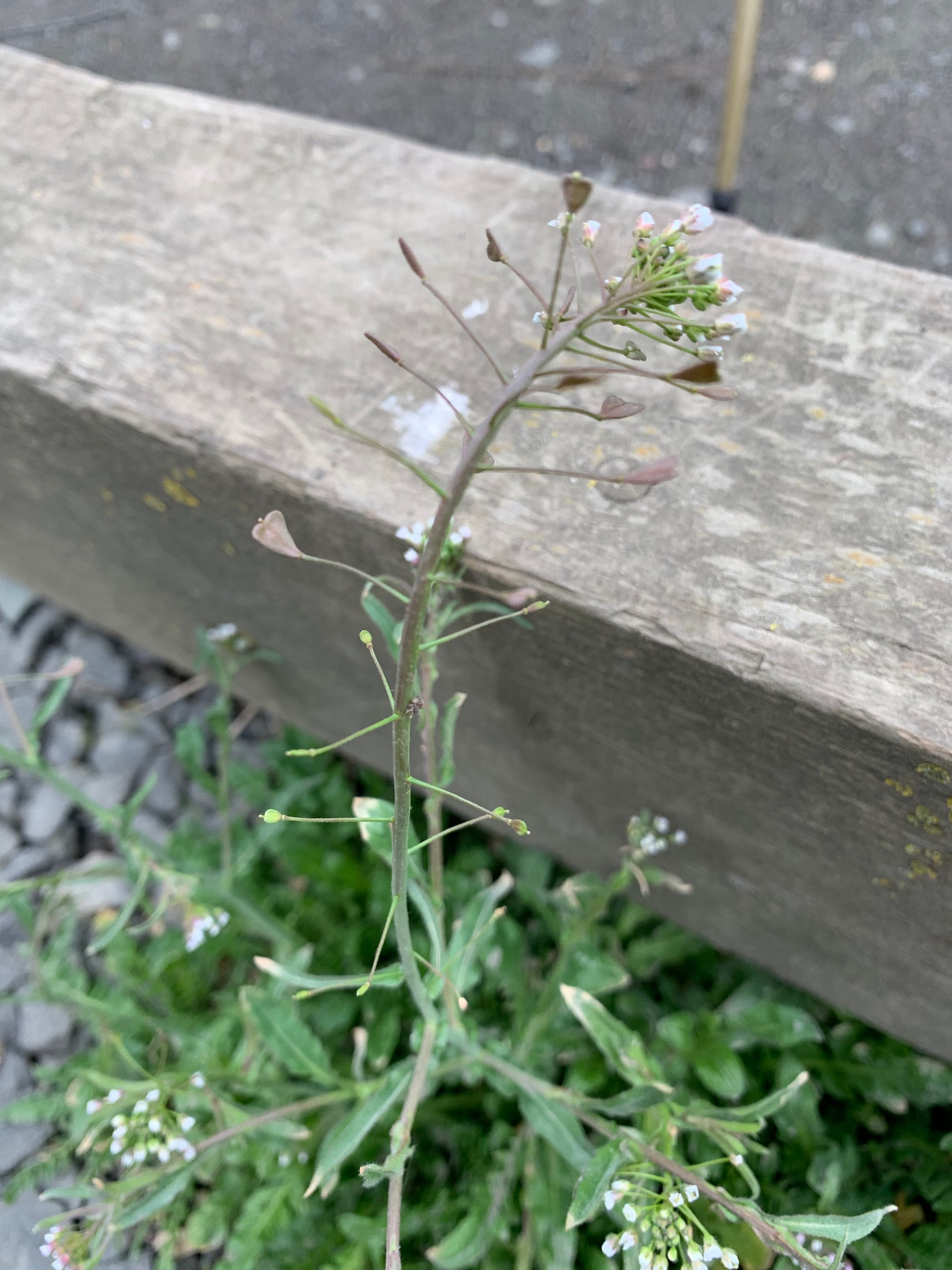 When flowering and fruiting it is distinctive. Capsella bursa-pastoris NS6157 28Apr19 PW