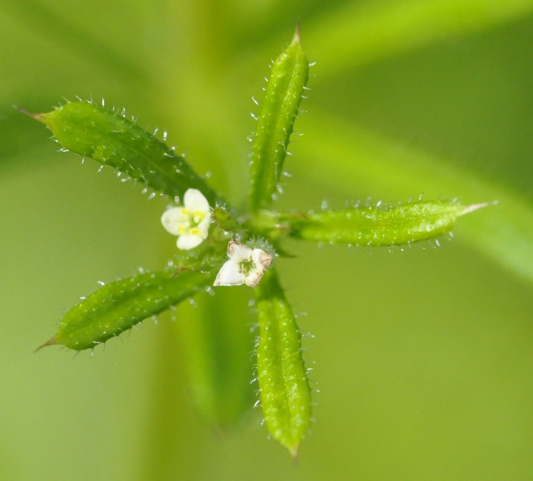  Flowers from base of leaf stems (axillary) and corolla tube is less than 1mm long. The leaves ended in a short bristle.   Galium aparine NS8549 12July20 DG  