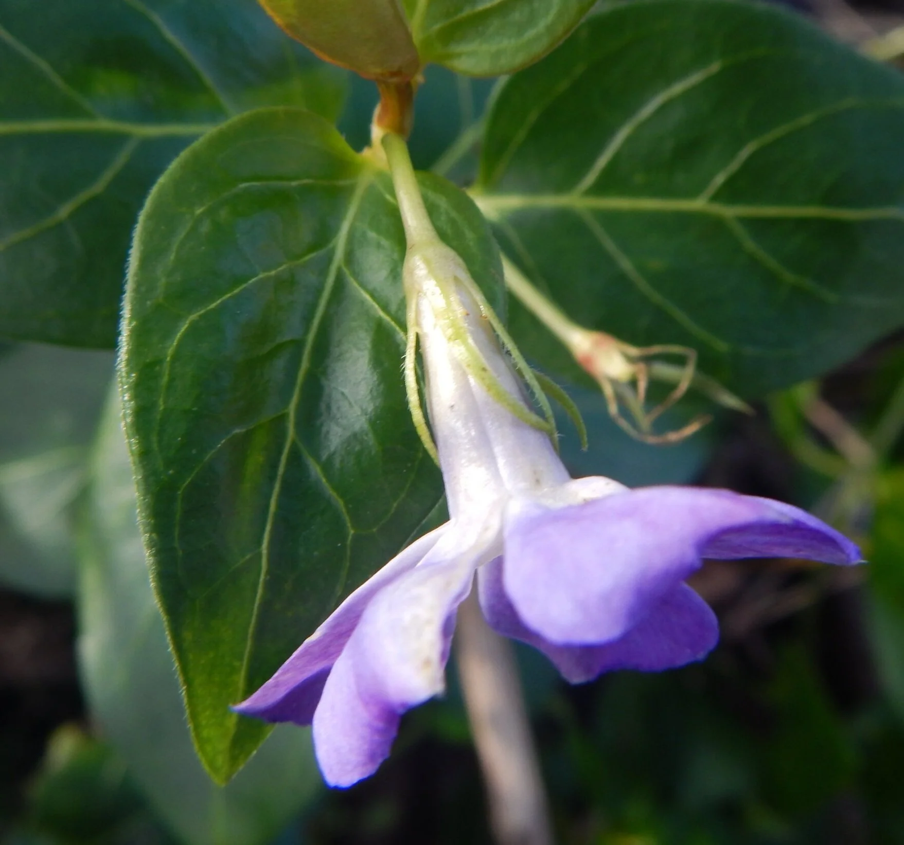  The sepals are long, very thin and  hairy . The Edges of the leaves are also    hairy  .    Vinca major NS 53939 64376 16Feb18 PW   