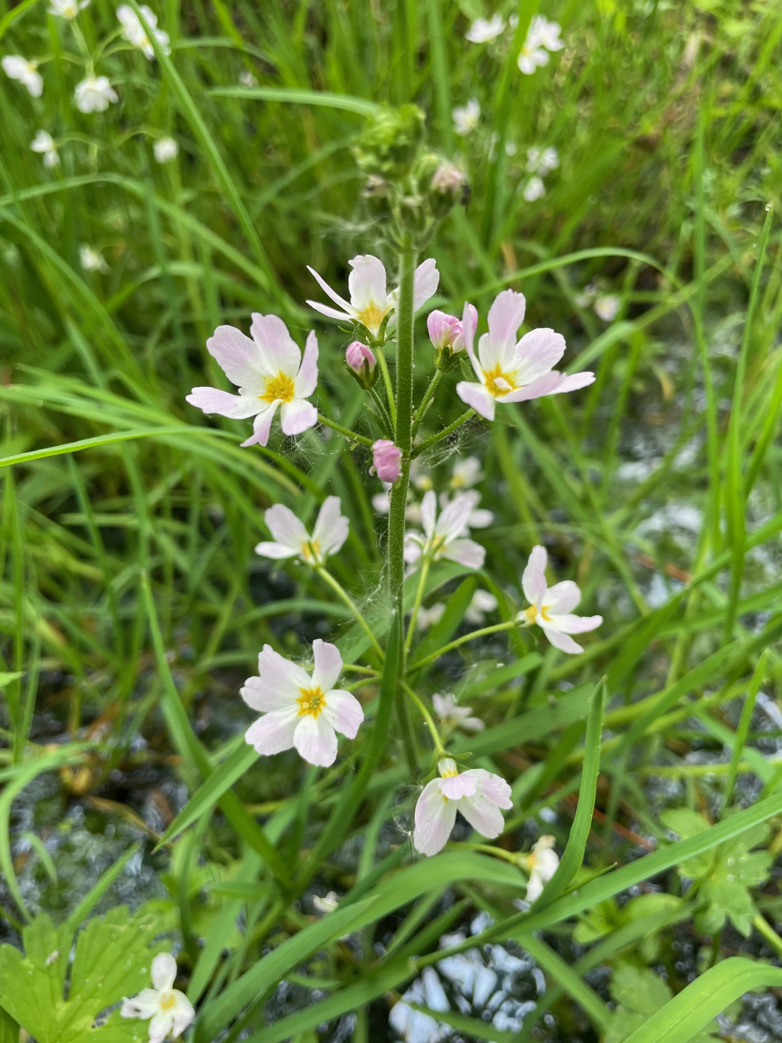   Hottonia palustris NS7256 20May23 PW  