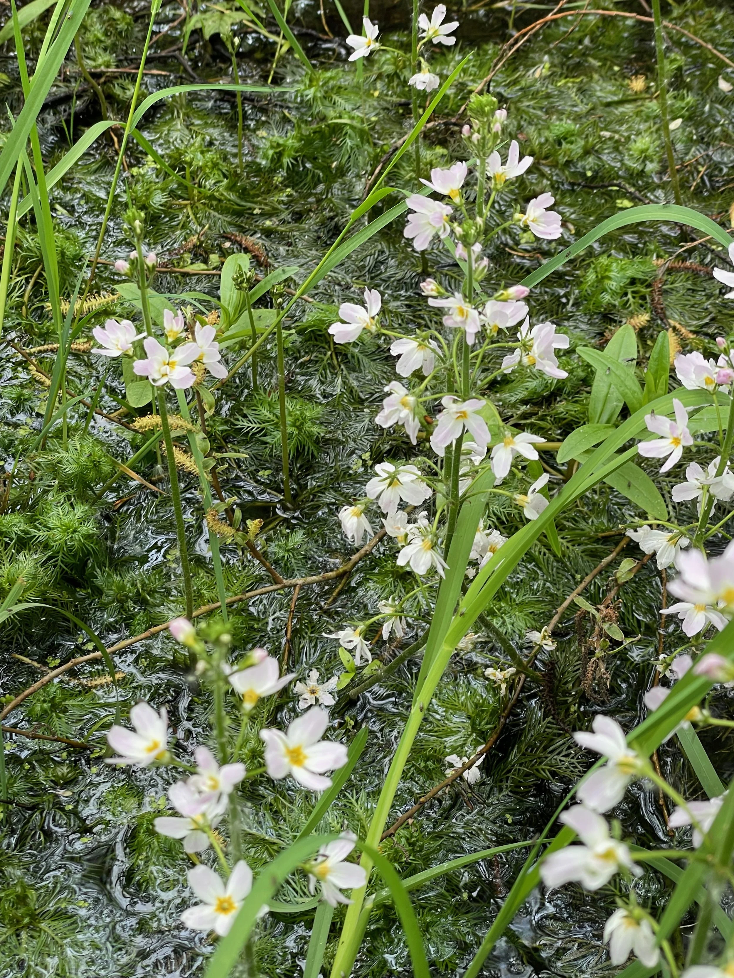   Hottonia palustris NS7256 20May23 PW - 4  