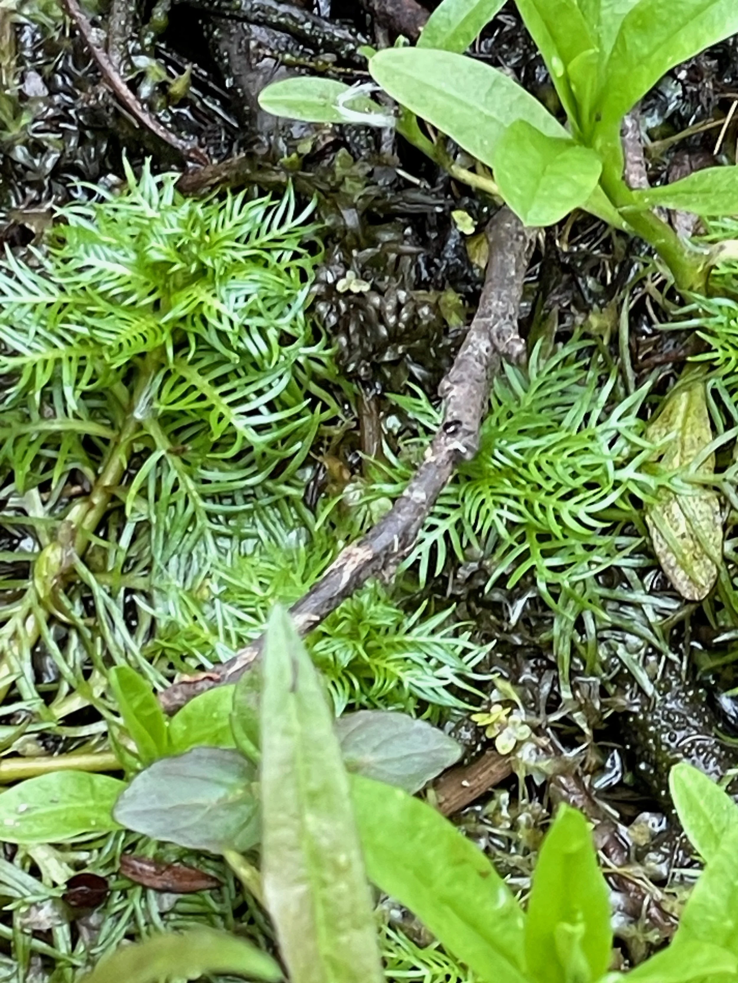  The leaves are finely divided in the water.   Hottonia palustris NS7256 20May23 PW  