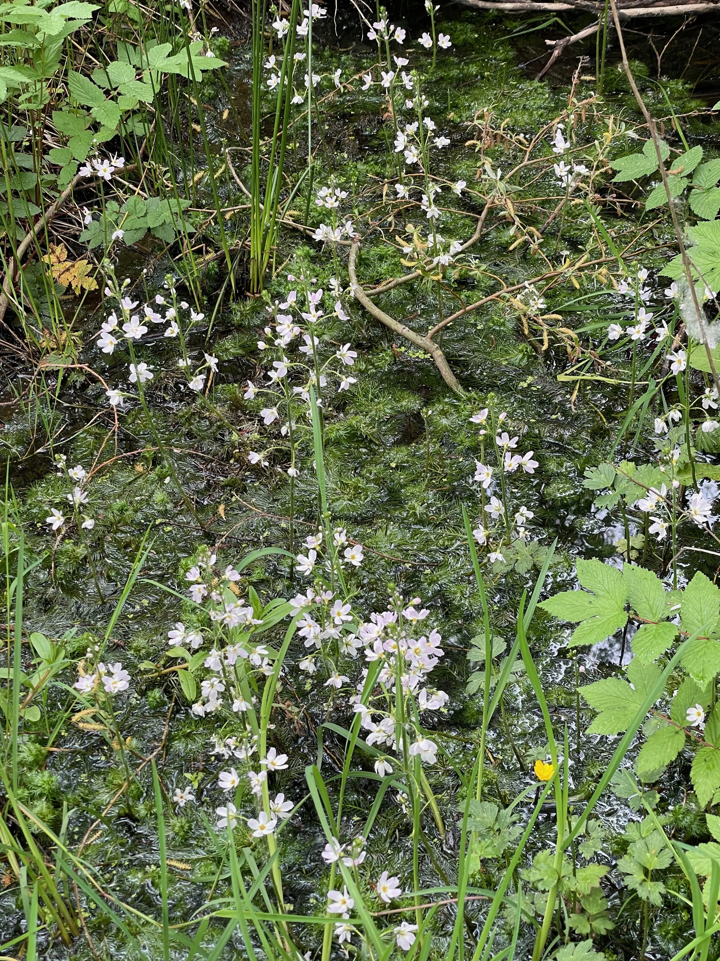   Hottonia palustris NS7256 20May23 PW  