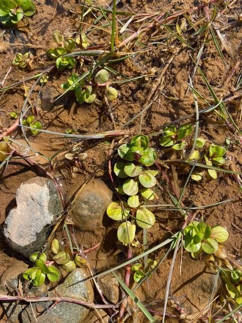   Lythrum portula NT0447 29Apr21 SJ  