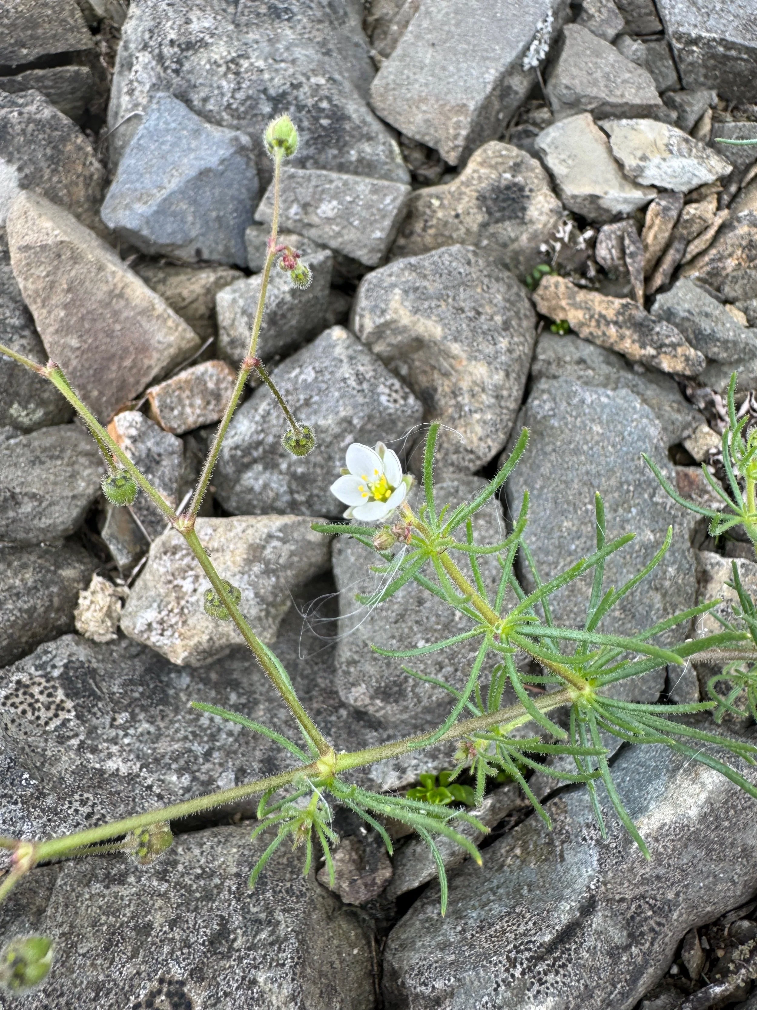 Spergula arvensis NS9814 15Aug25 PW