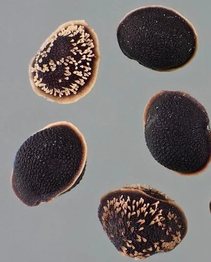 from USDA Forest Service invasive.org taken by D. Walters and C. Southwick
