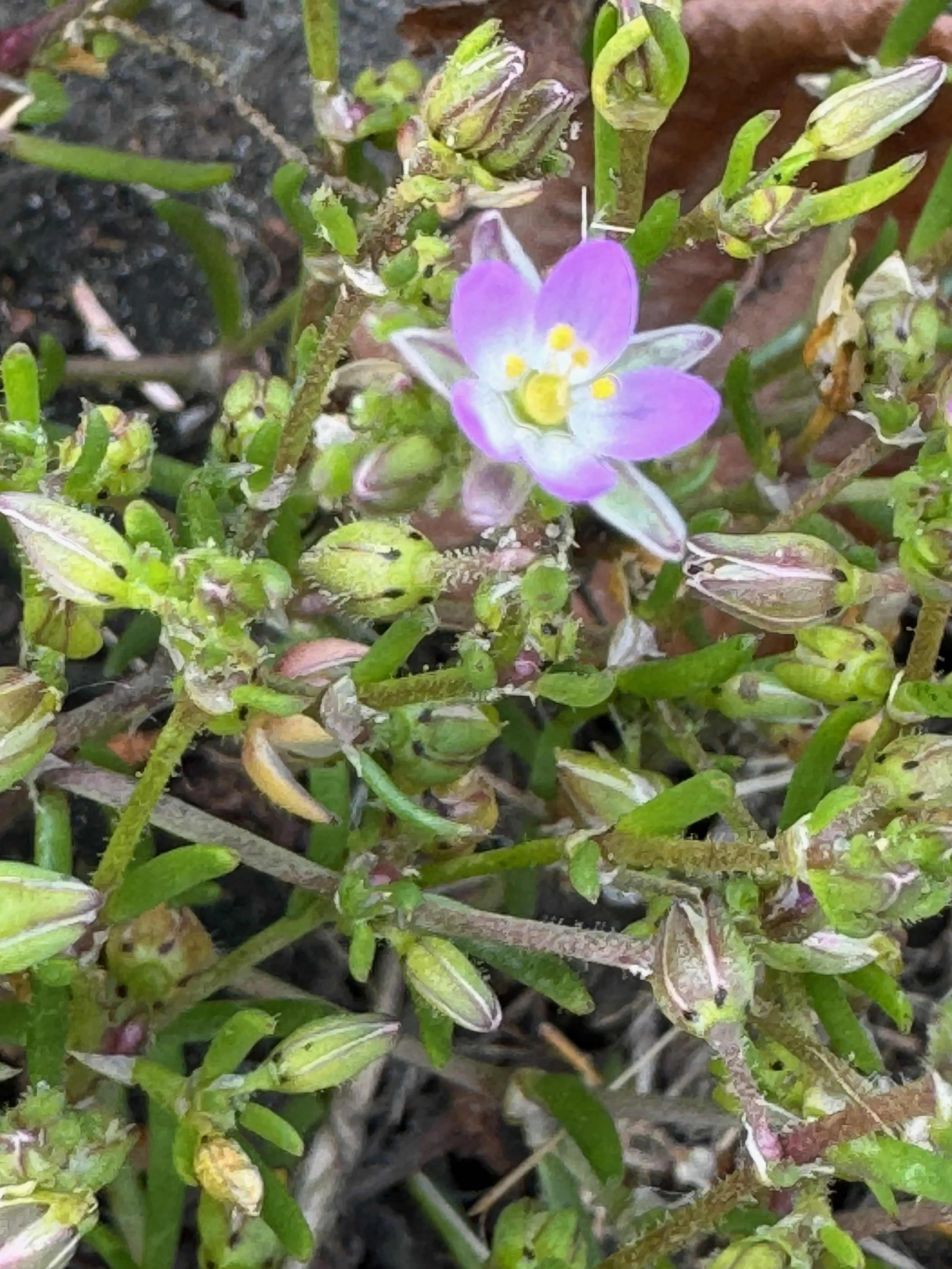 Spergularia marina NS6453 10Jul25 PW
