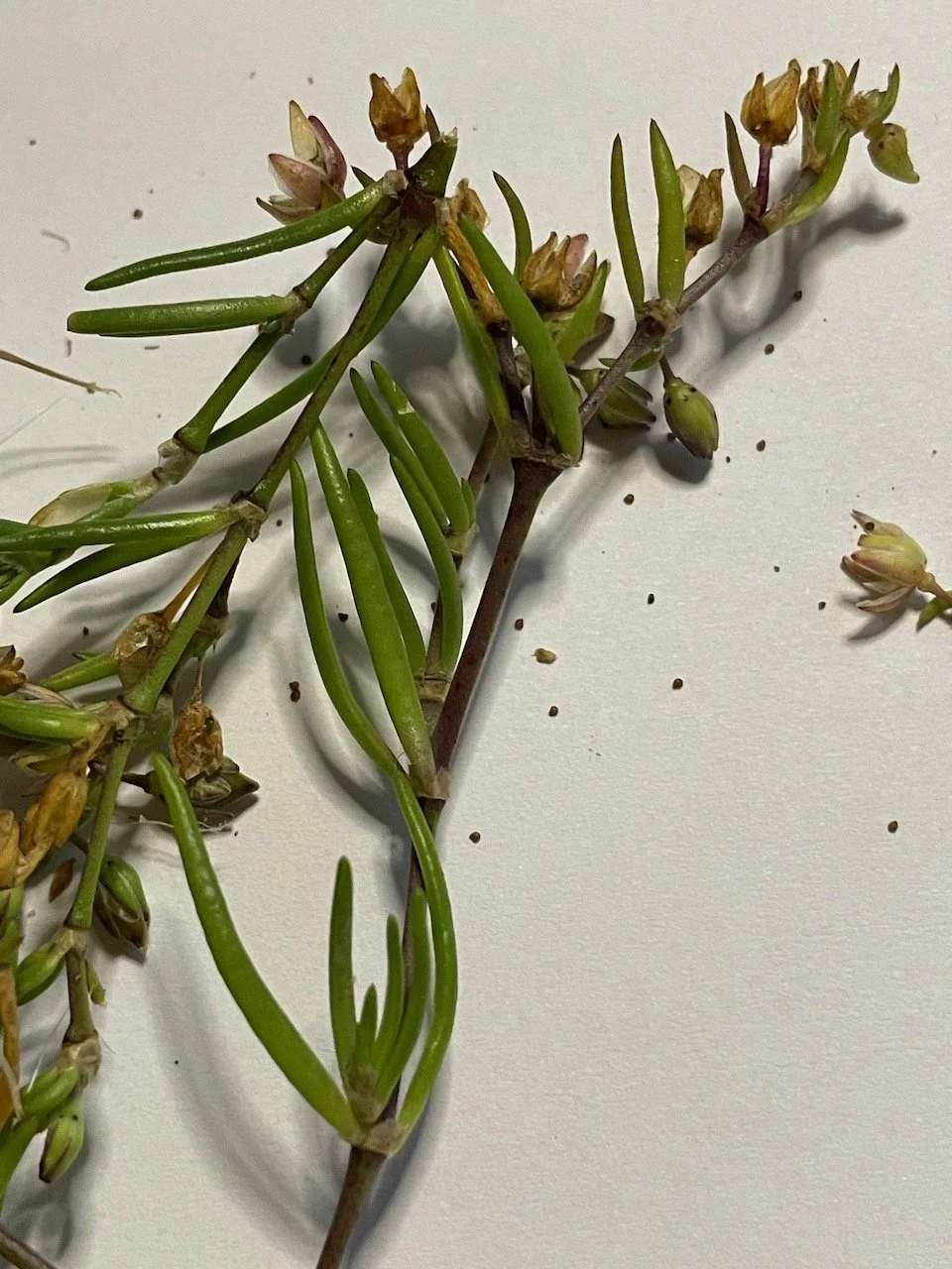 This shows the size of the seeds to scale. Spergularia rubra NS9233 27Aug23 PW