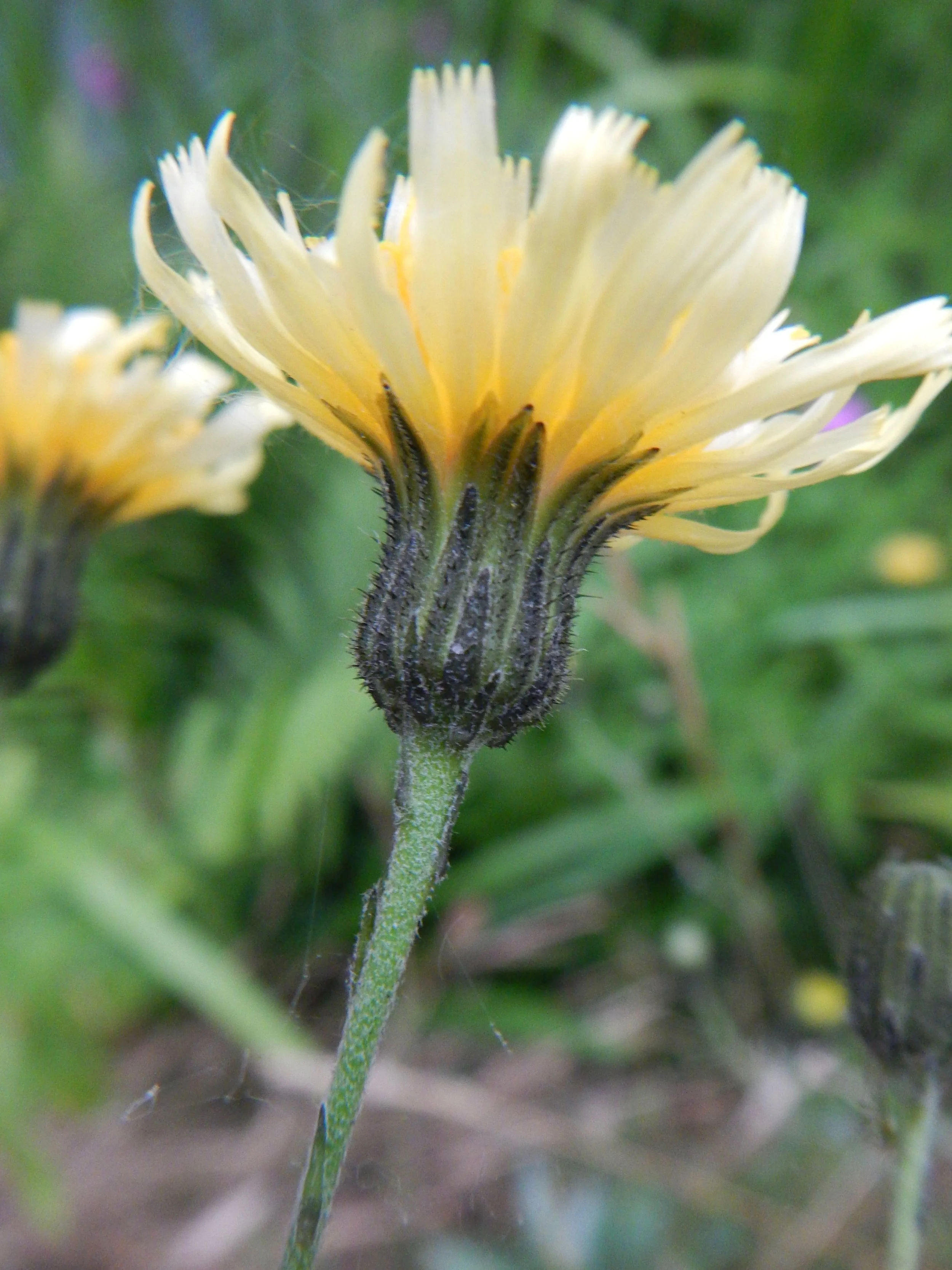Hieracium latobrigorum NS5724 6852 10Jul18 PW - 5.jpg