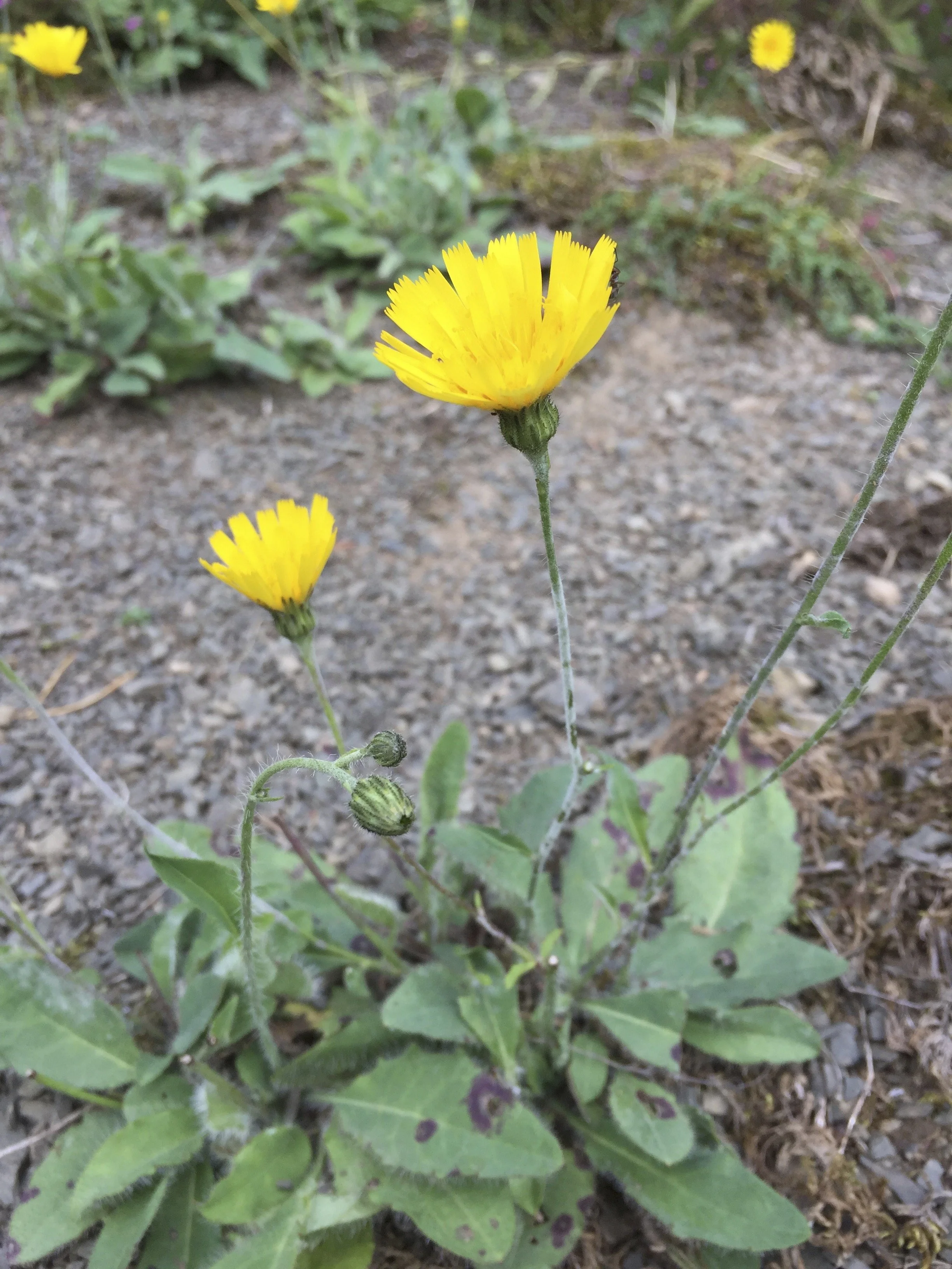 Hieracium orimeles NT0233 08Aug19 MP-3.jpg