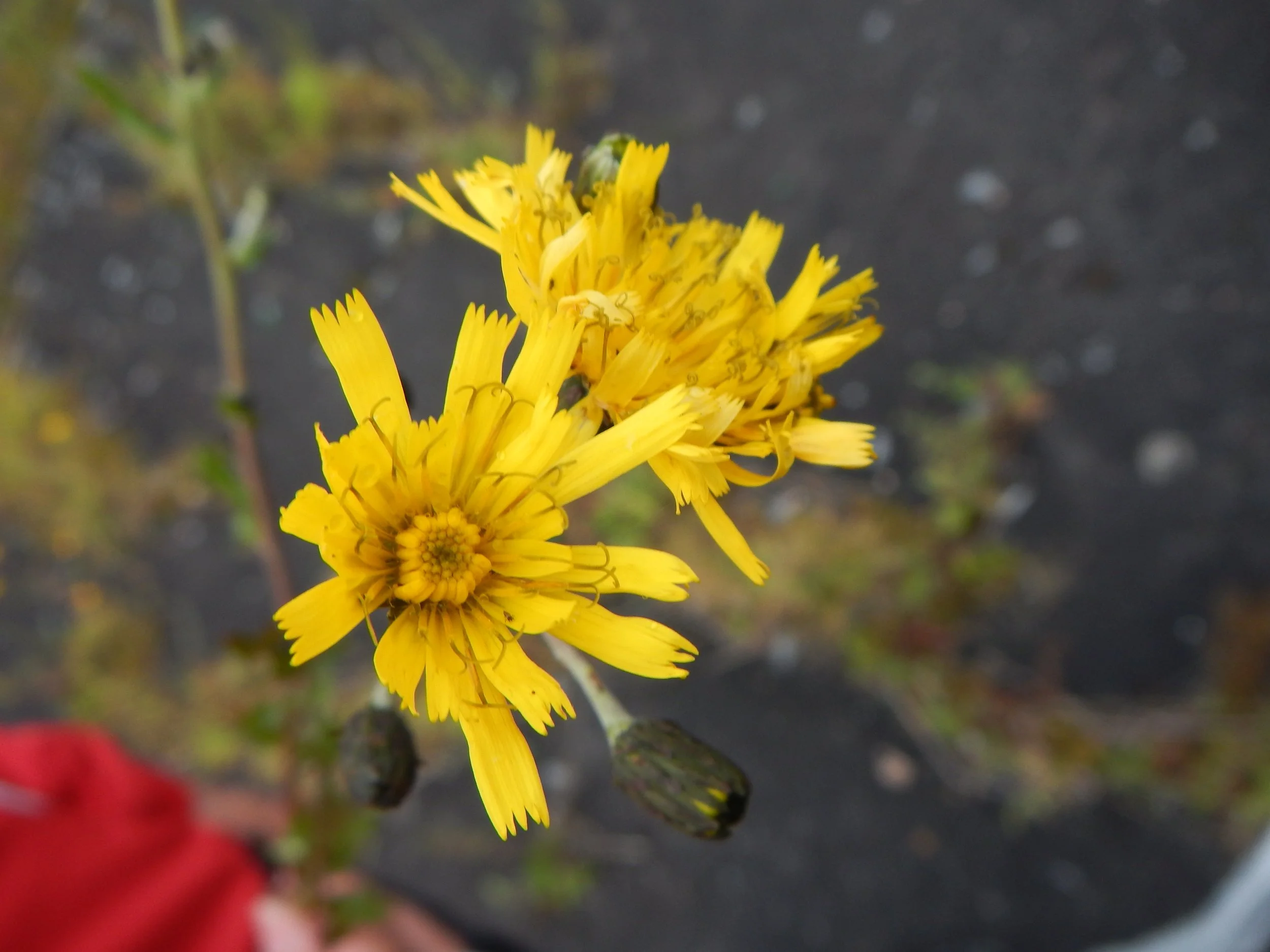 Hieracium salticola NS6765 23Jul17 PW - 2.jpg
