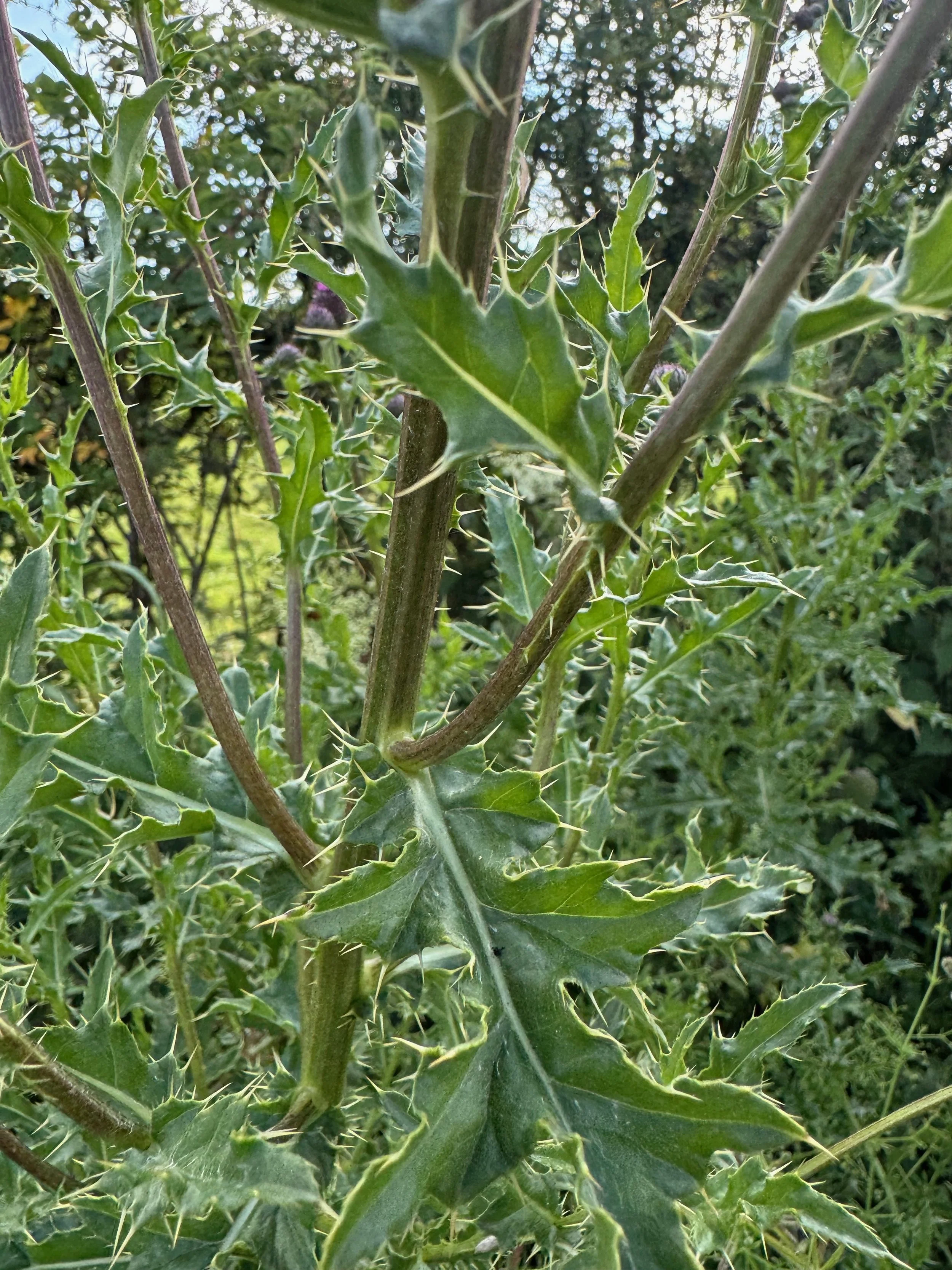   Cirsium arvense NS5952 17Jul24 PW  