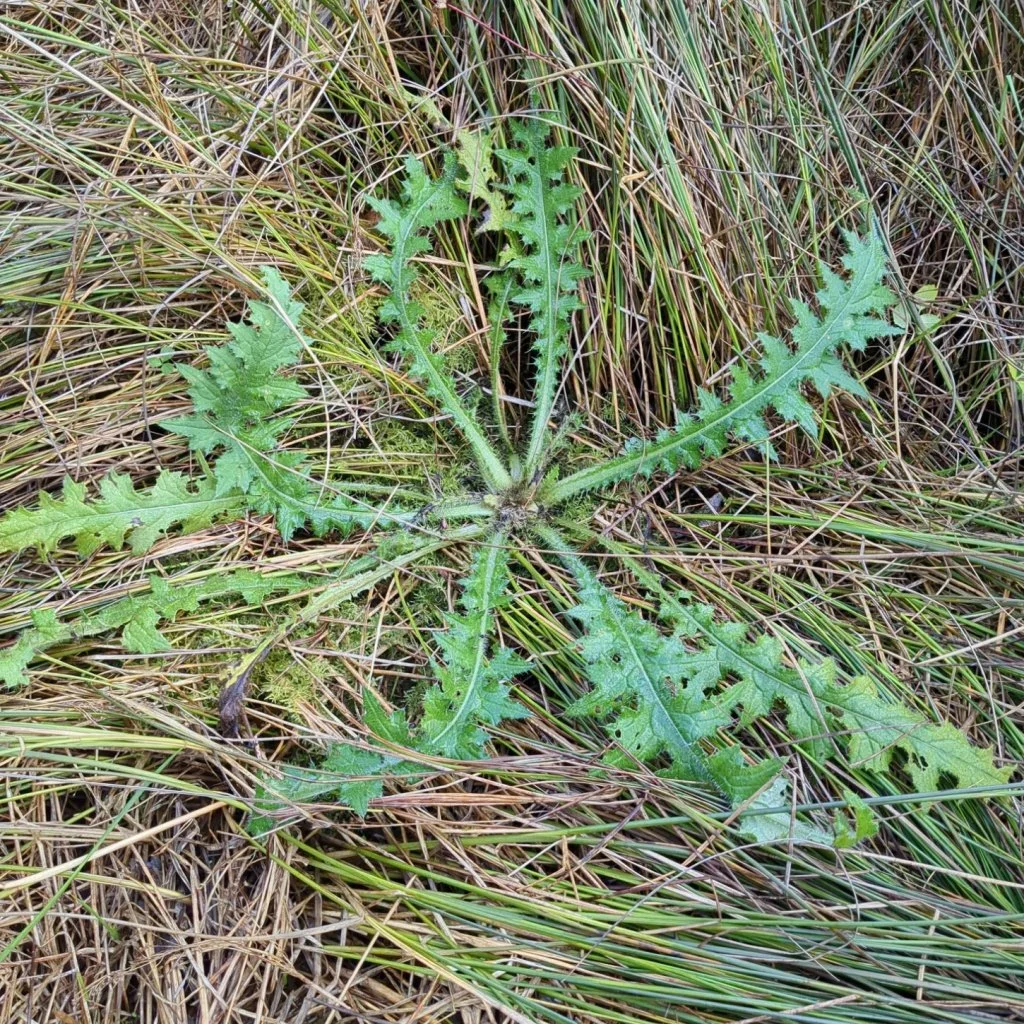   Cirsium palustre NS6054 24Jun24 PW  
