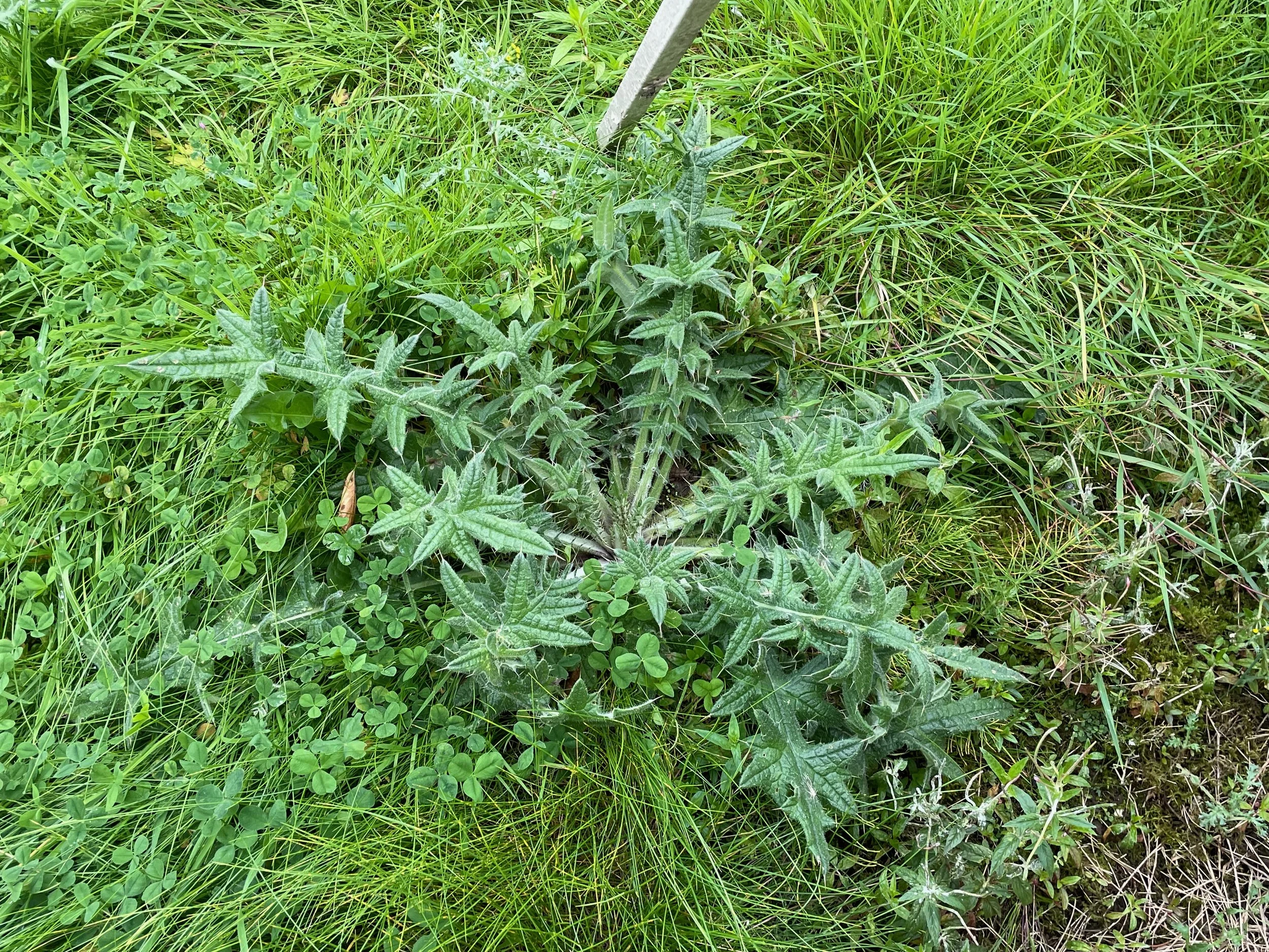   Cirsium vulgare NS7263 17Sep23 PW  