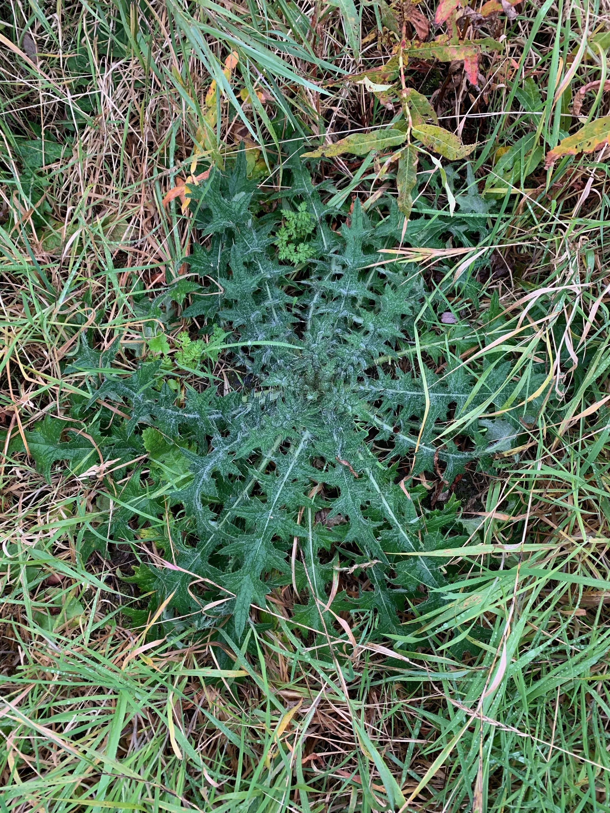   Cirsium vulgare NS5869 5Oct19 PW  