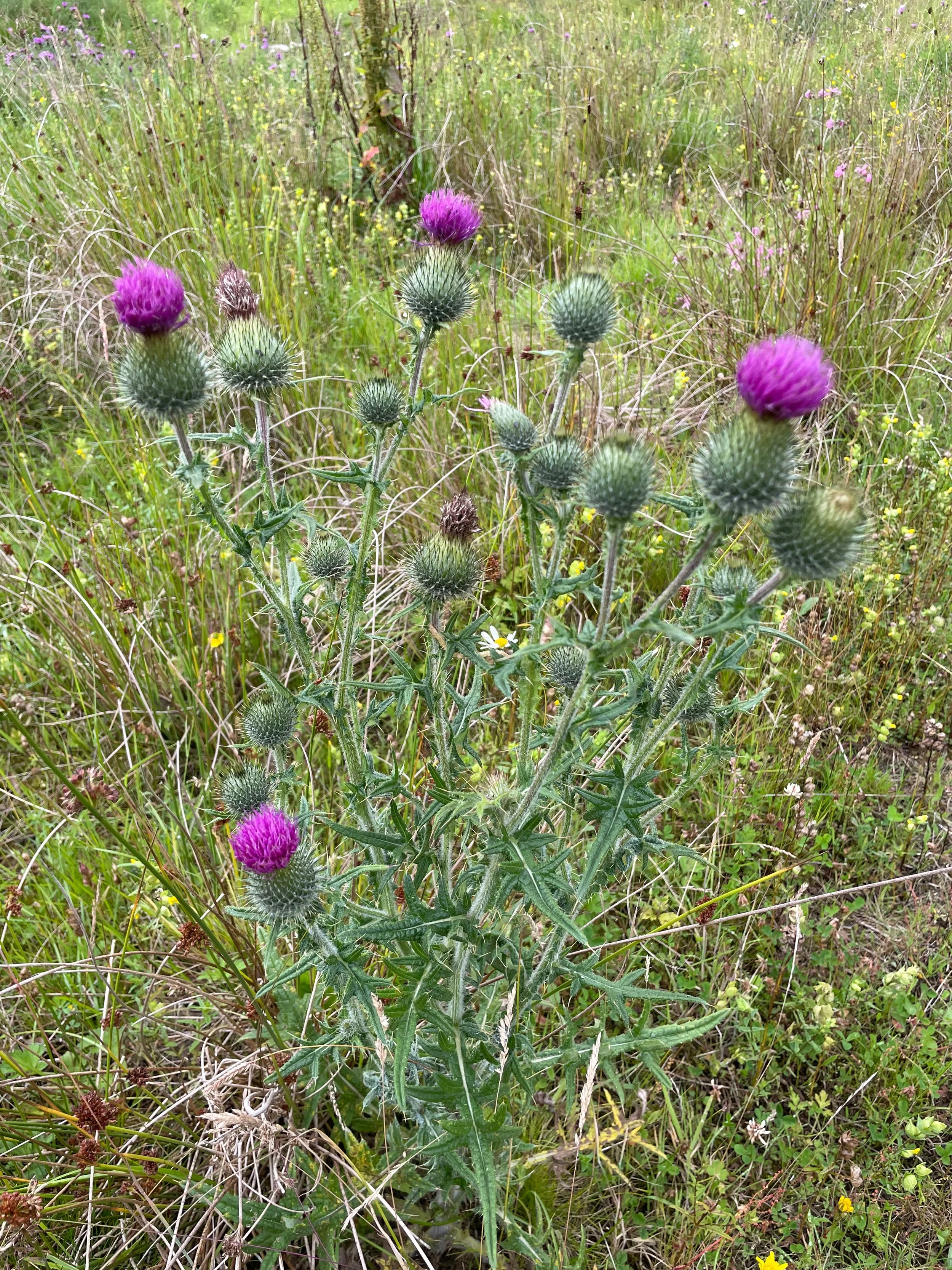   Cirsium vulgare NS6258 14July23 PW  