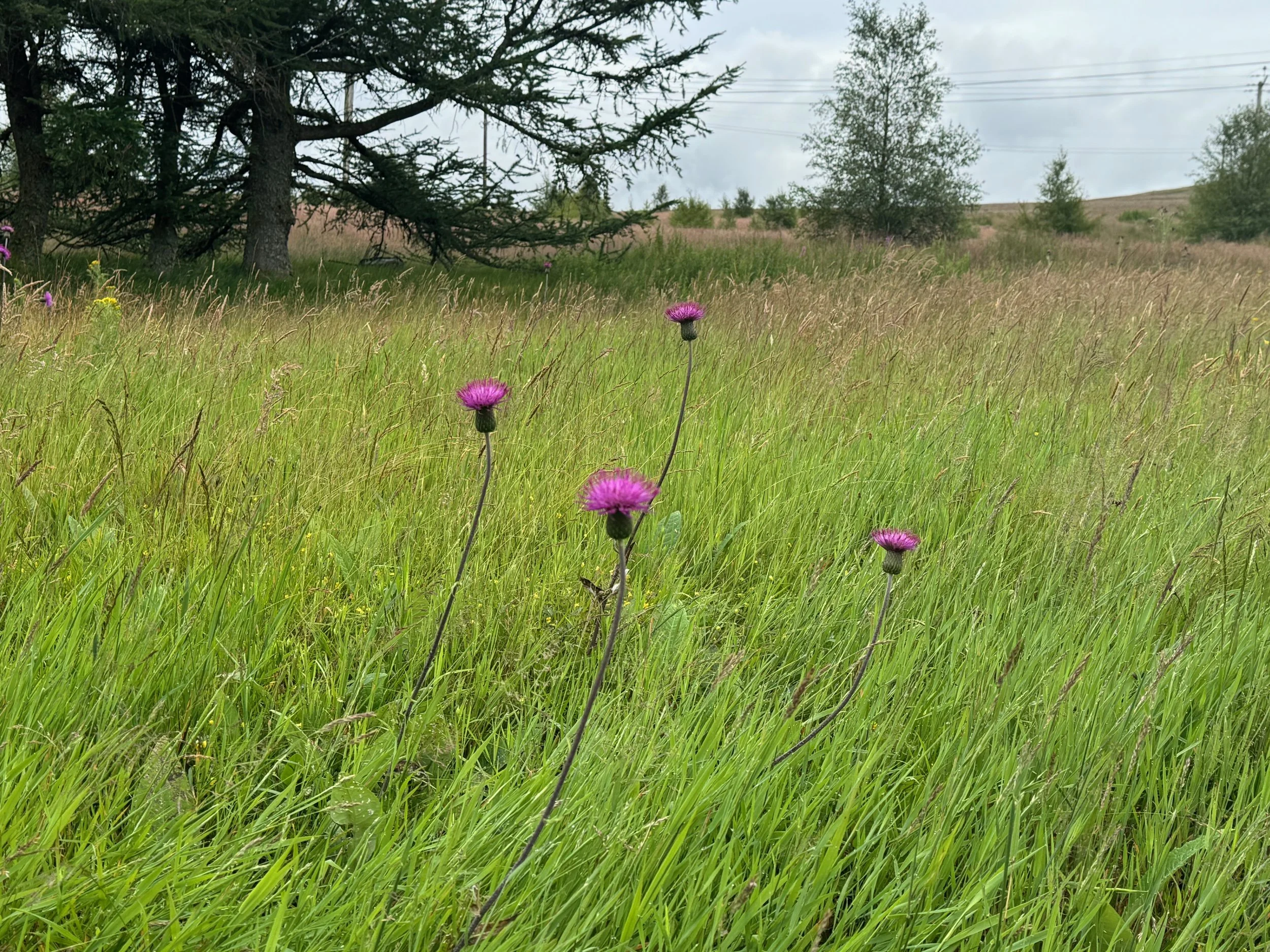   Cirsium heterophyllum NS9709 21Jul24 PW  