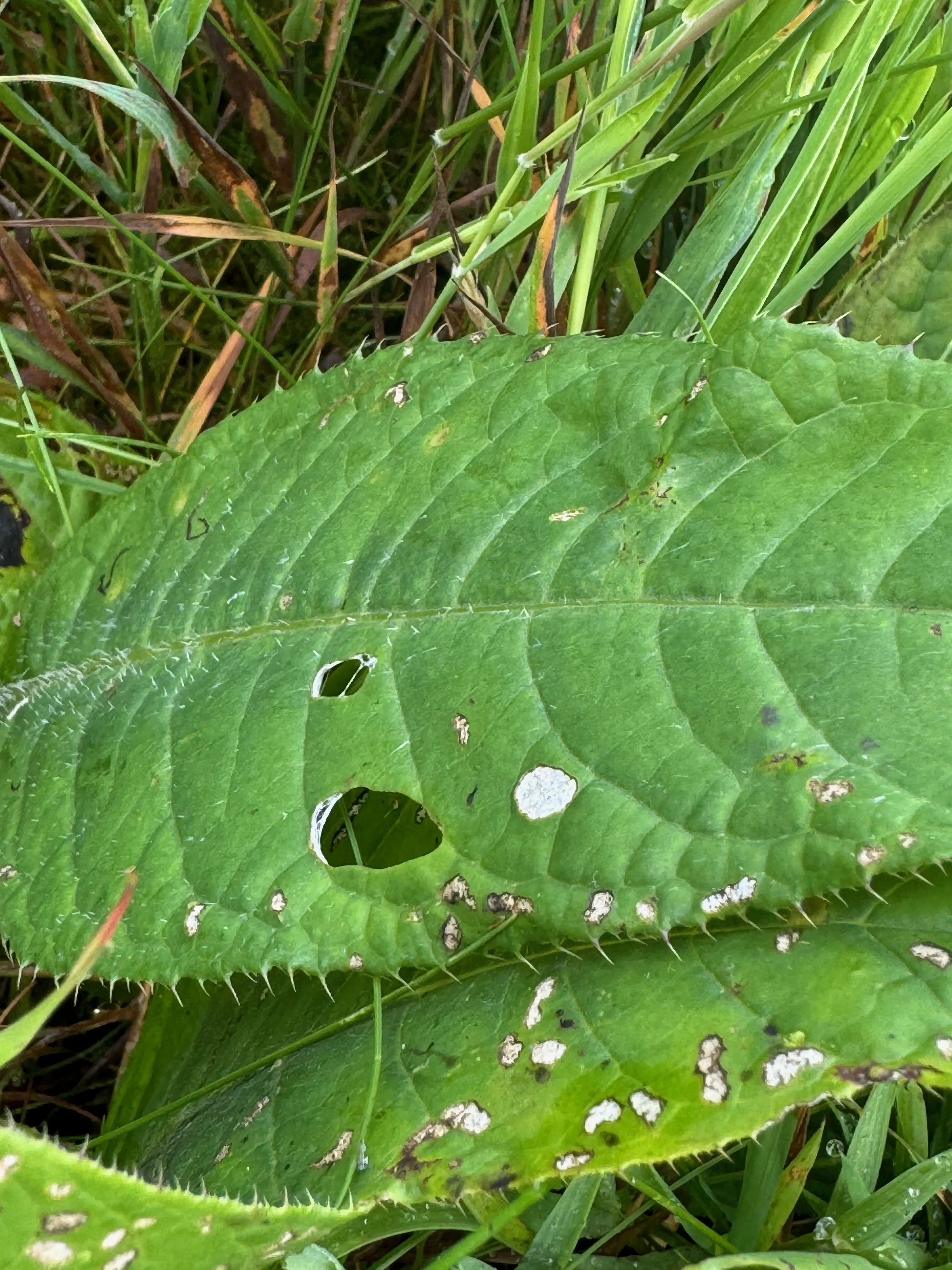   Cirsium heterophyllum NS9709 21Jul24 PW  