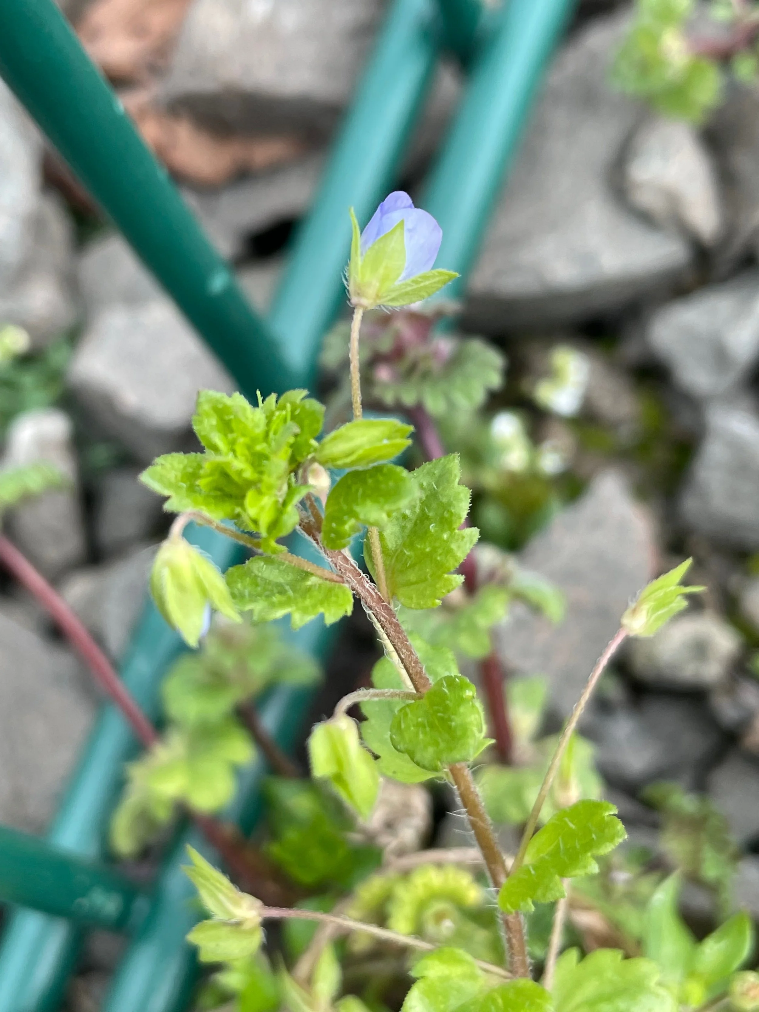  Often found at the bottom of fence or under hedges in base ground.    Veronica persica NS5464 7Apr22 PW  