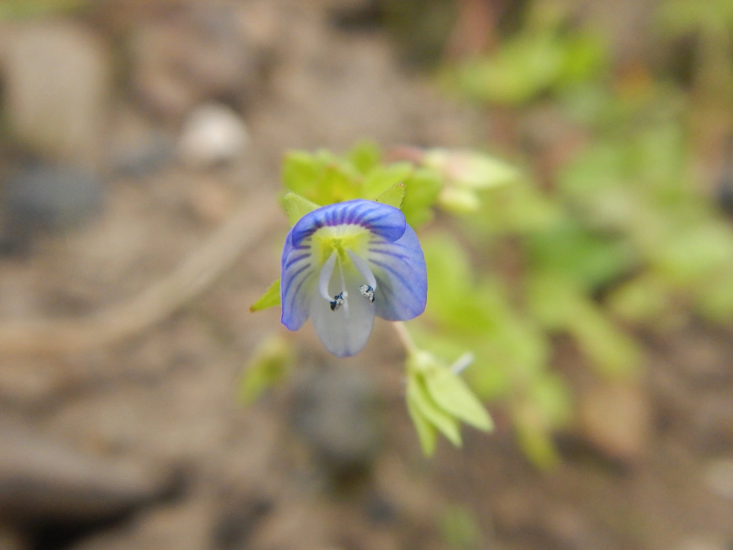   Veronica persica NS5566 25Jul17 PW  