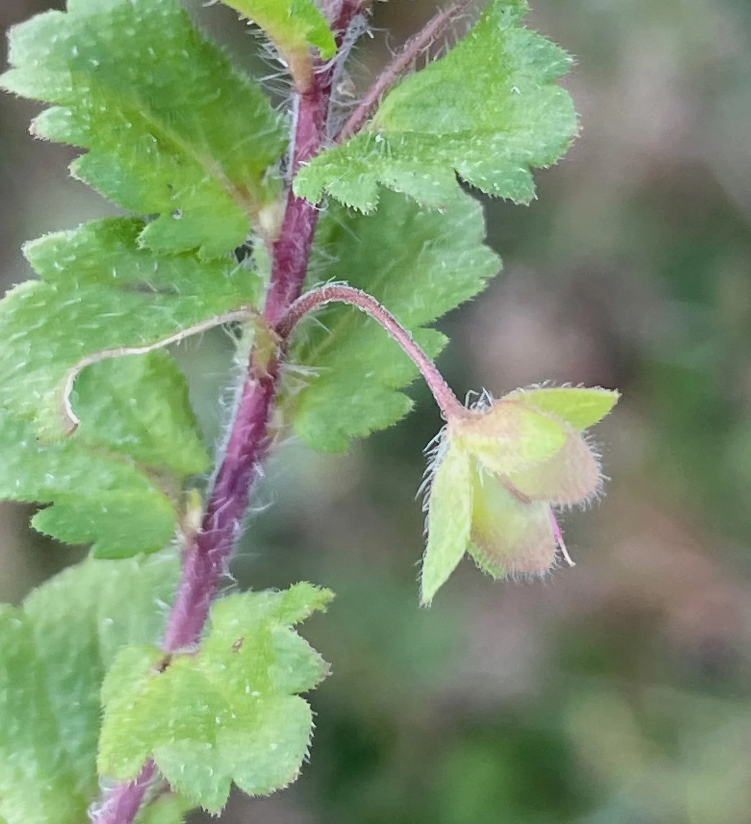   Veronica persica NS5963 16Sep23 PW   