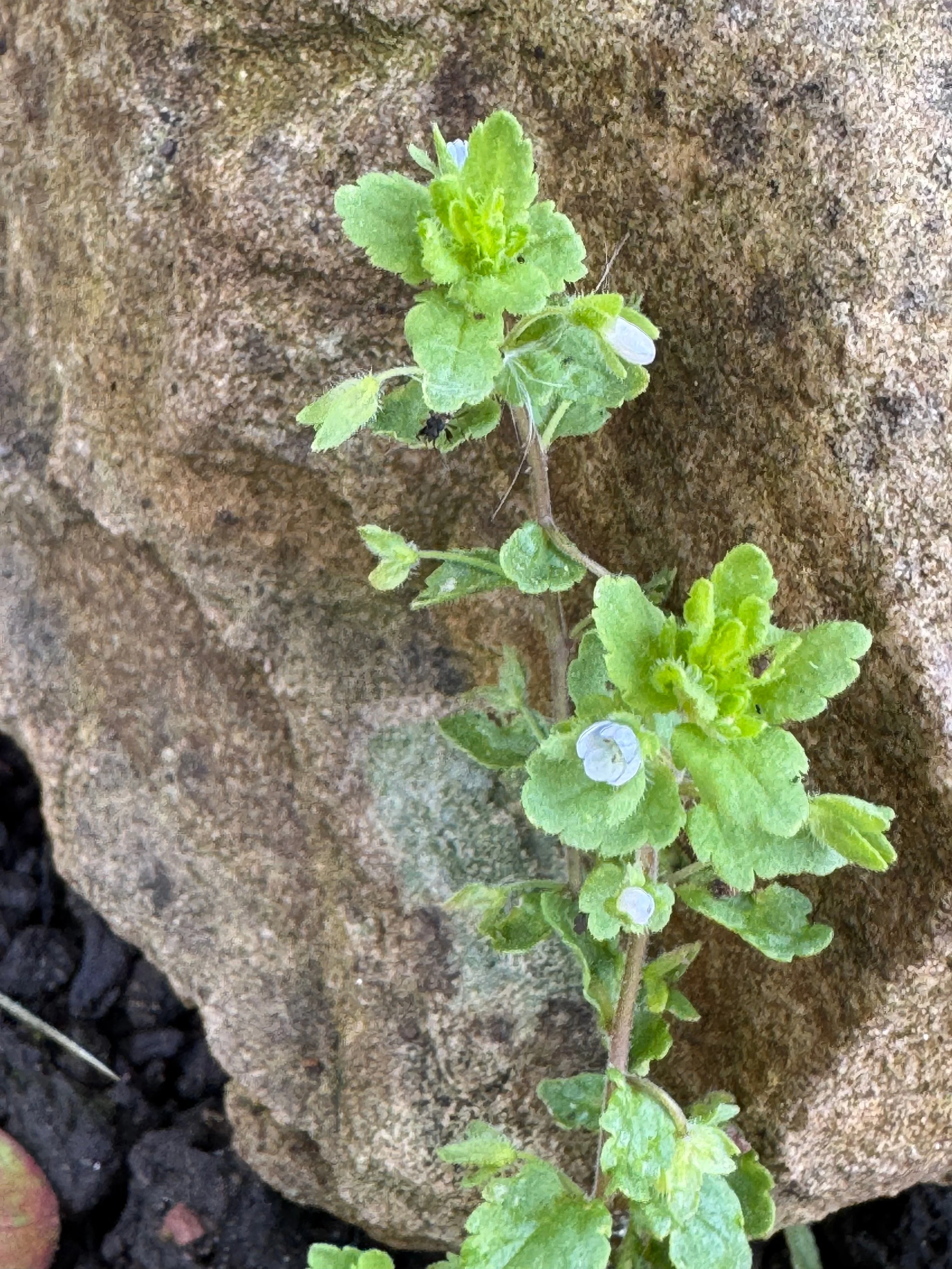   Veronica agrestis NS5661 vc76 23Jul25 PW  