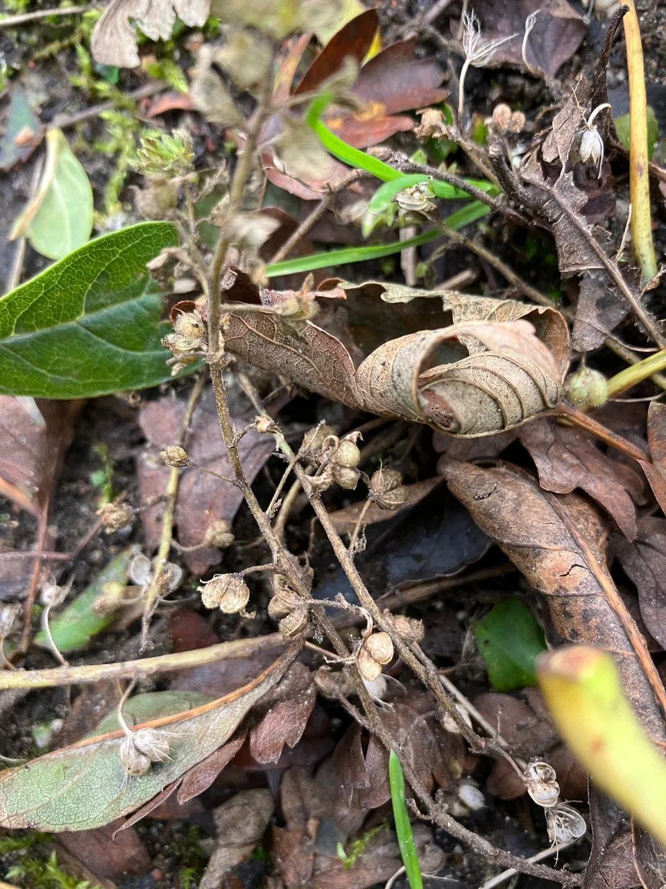   Veronica agrestis NS6869 26Oct23 MP  