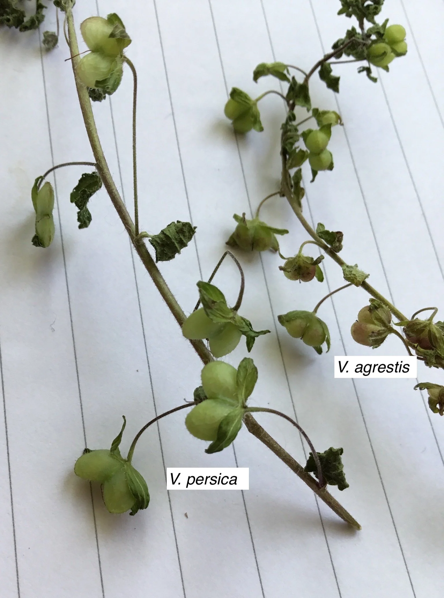   V. persica (left) Veronica agrestis NS6656 29Sep19 FM  