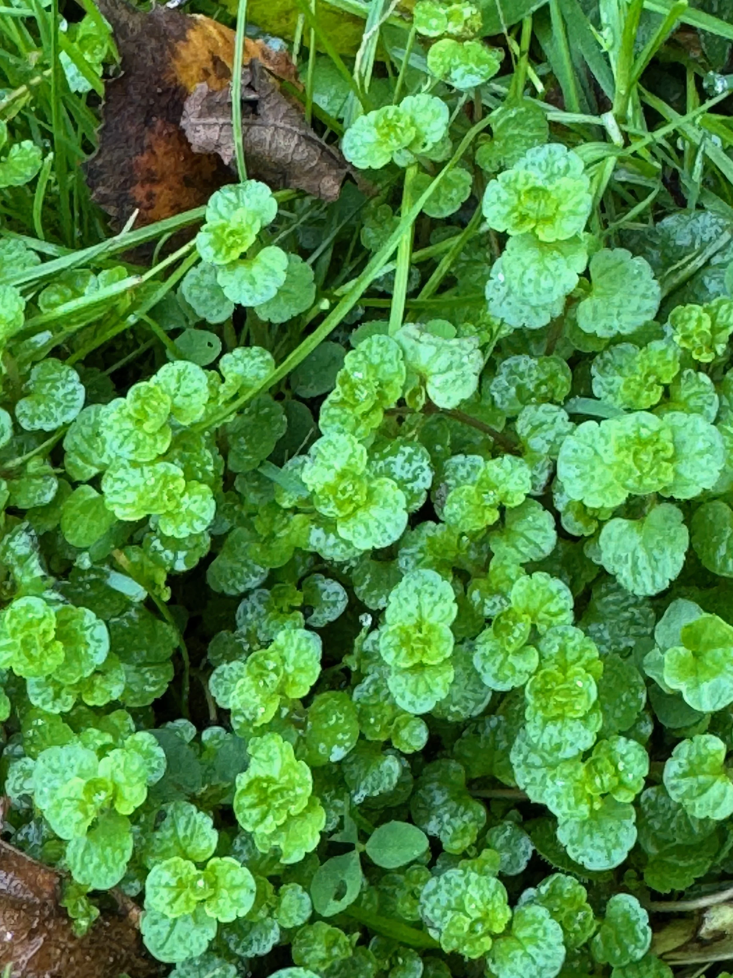   Veronica filiformis NS6862 14Oct25 PW  