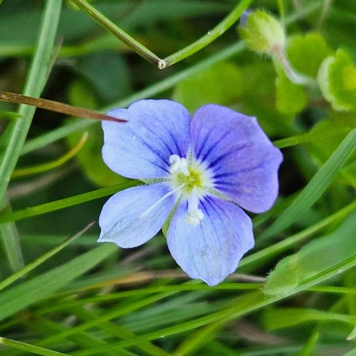   Veronica filiformis NS60487157 24Apr24 SPF Milligan iR  