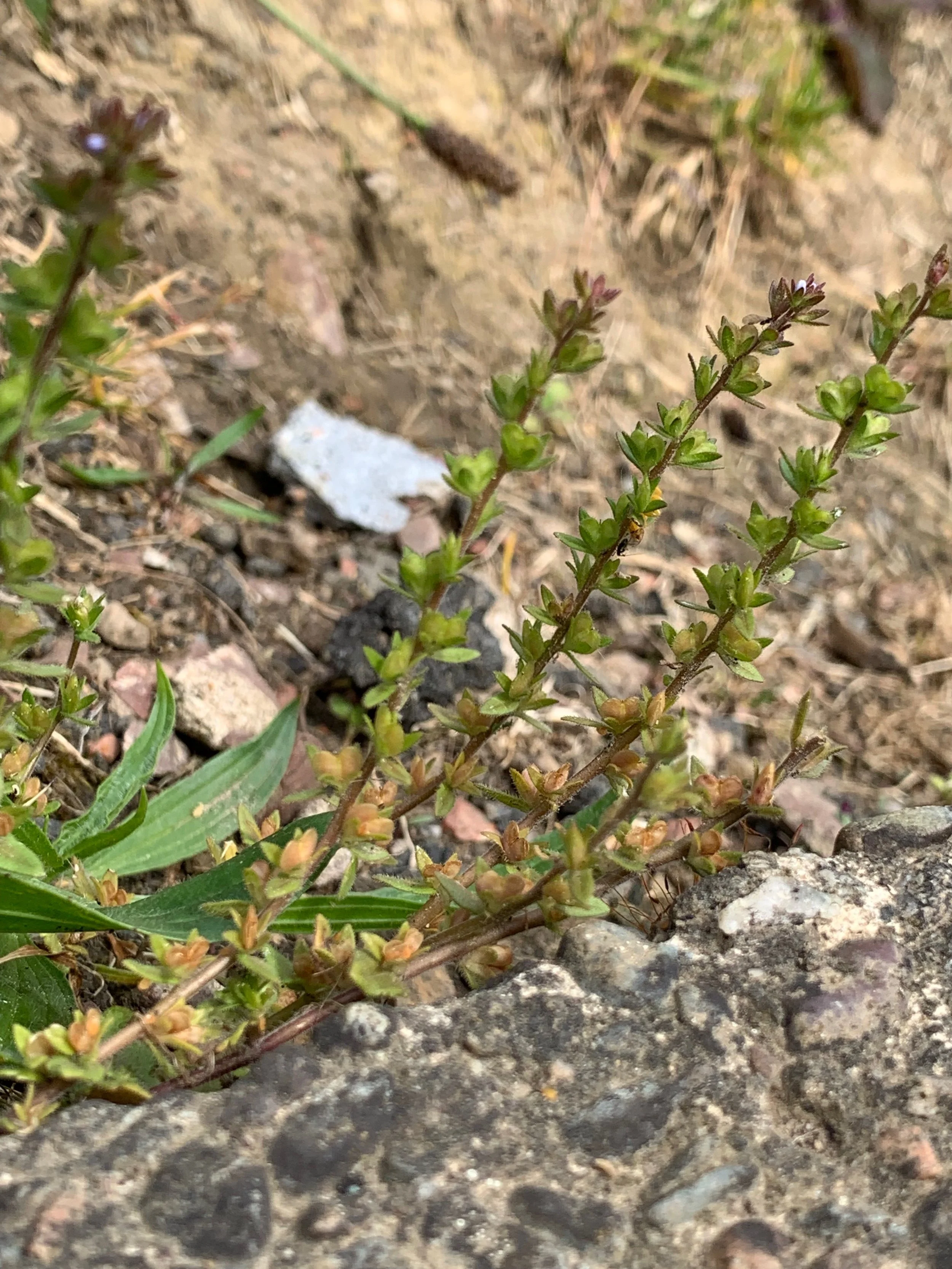  A typical appearance of this plant.   Veronica arvensis NS6168 27May19 PW  