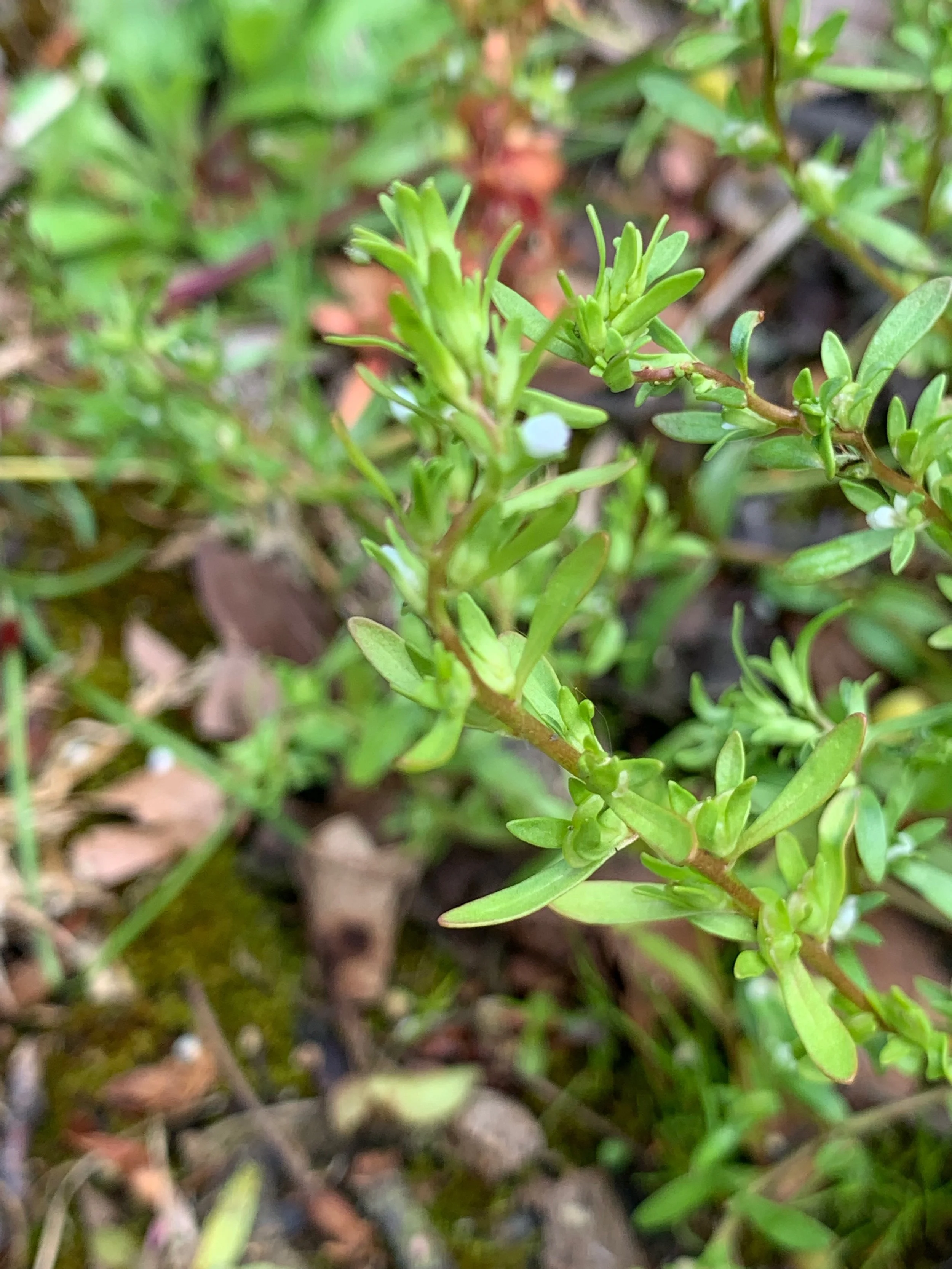   Veronica peregrina NS6666 28May19 PW  