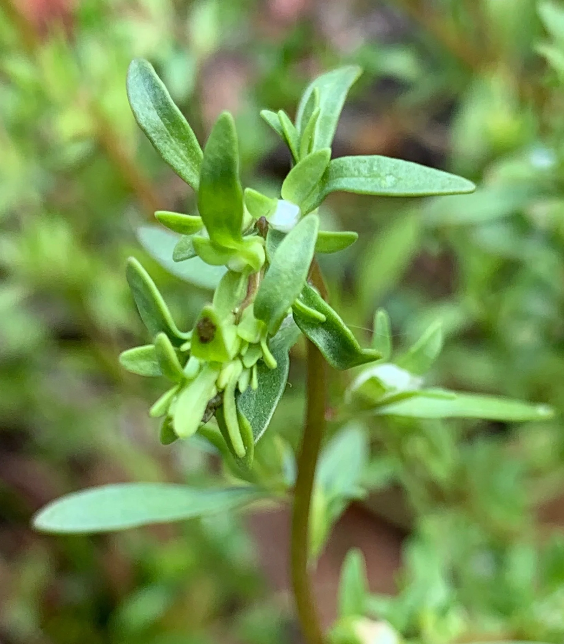   Veronica peregrina NS6666 28May19 PW   