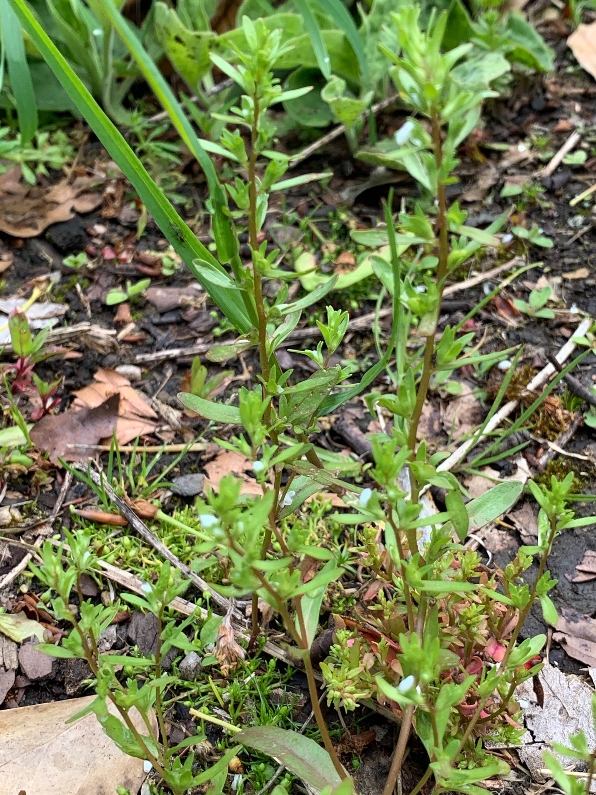   Veronica peregrina NS6666 28May19 PW   