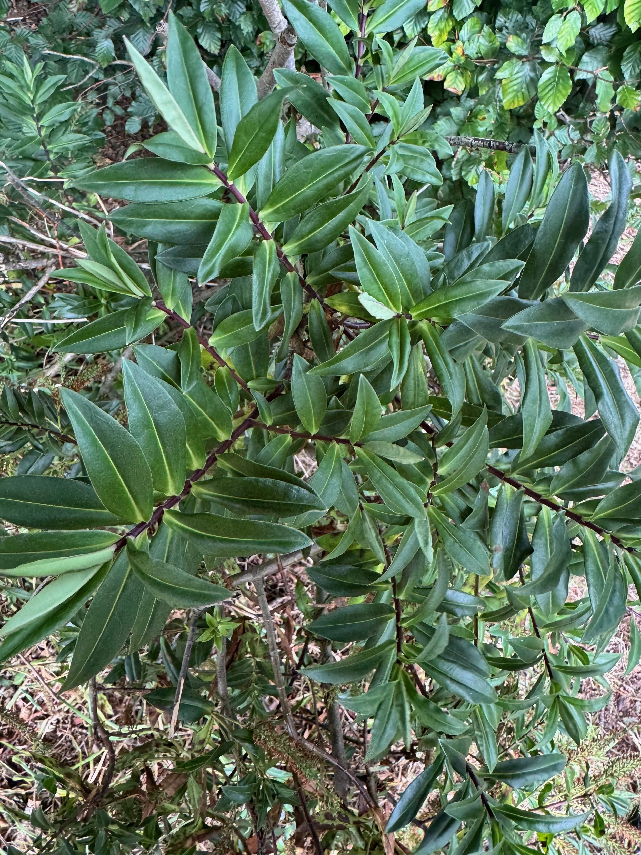   Veronica salicifolia NS6253 28Aug25 PW  