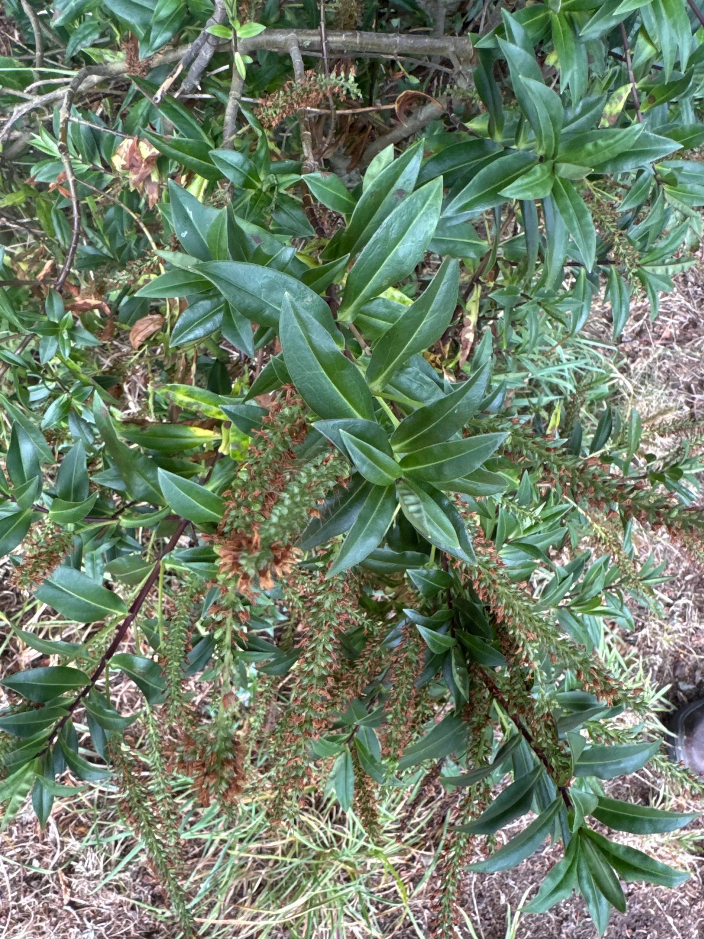   Veronica salicifolia NS6253 28Aug25 PW  