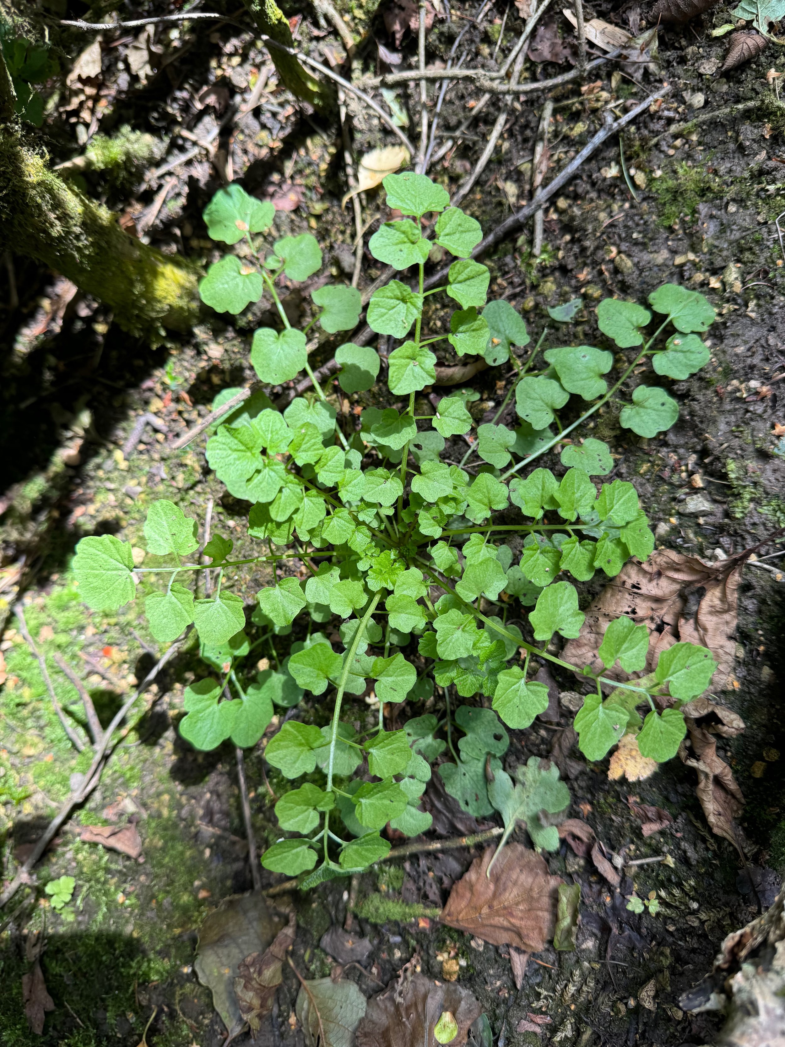  Shows the much looser basal rosette,   Cardamine flexuosa NS6755 11Aug24 PW  