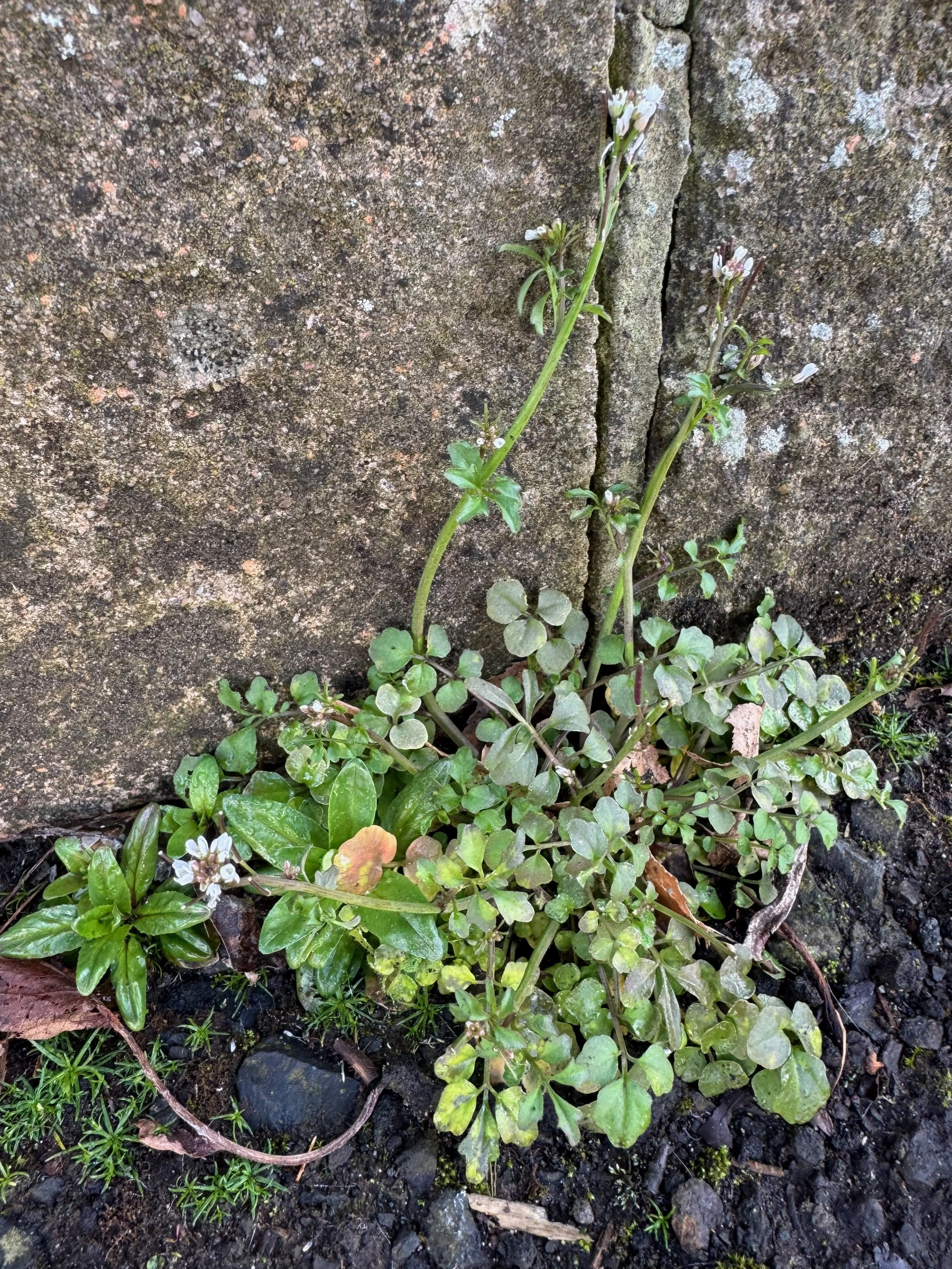  Well developed basal rosette and few stem leaves on a hairless stem.   Cardamine hirsuta NS5857 23Mar26 PW  