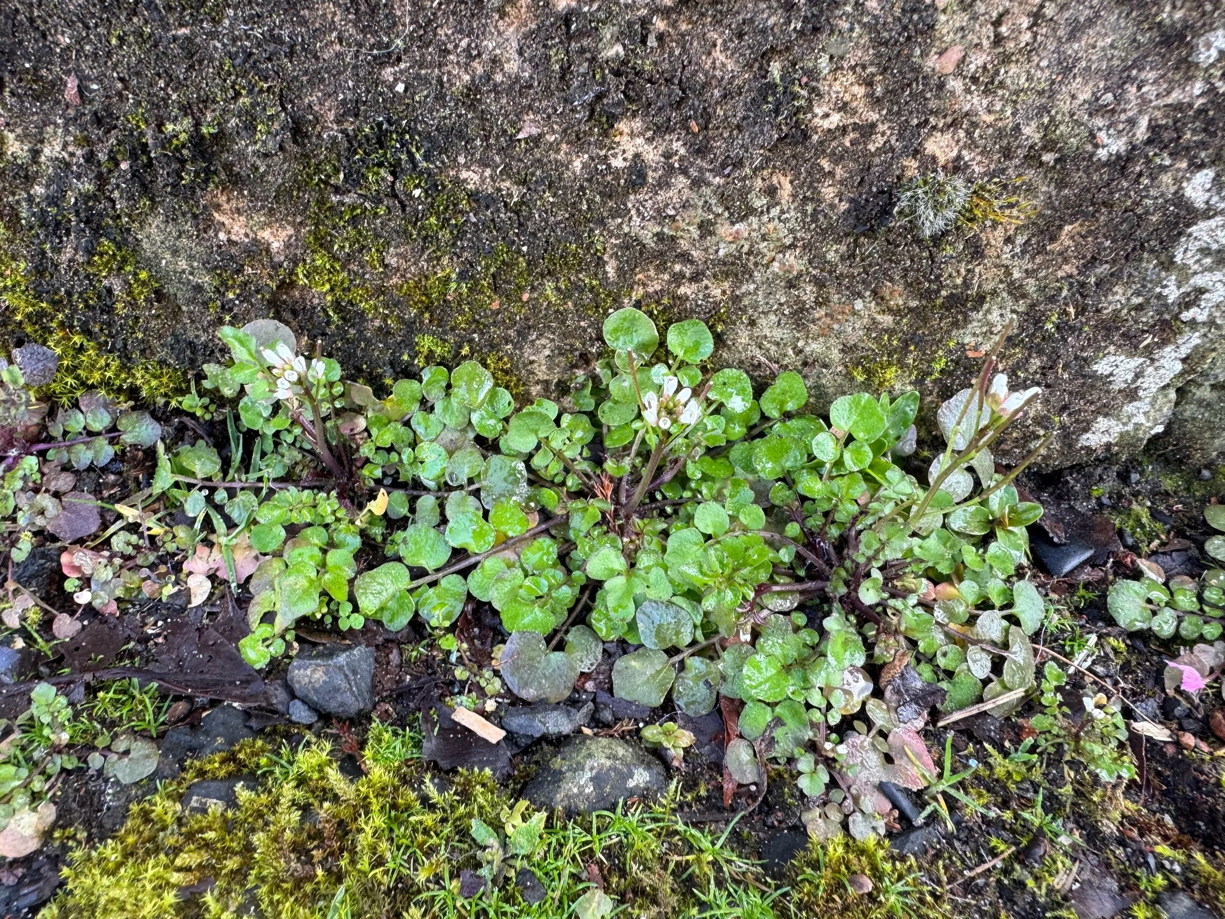  Well developed basal rosette.   Cardamine hirsuta NS5857 23Mar26 PW  